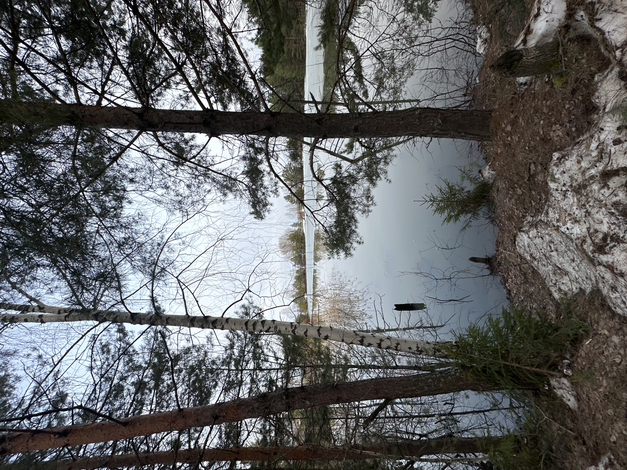 The image depicts a winter scene at a body of water in what appears to be a wooded area. There are several trees framing the view, including birch and pine, with some bare branches and some evergreen foliage. Snow is visible on the ground. The water is still, reflecting the sky and the opposite shoreline, with some objects partially submerged. The location is Chaikovsky, Russia.