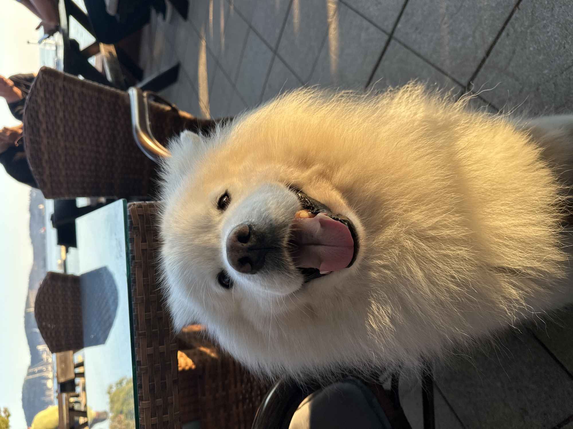 A joyful, fluffy white dog, possibly a Samoyed, is the central subject of this outdoor, eye-level photograph. The dog faces directly towards the camera, mouth open wide with its pink tongue slightly out, and dark, expressive eyes, conveying a happy and friendly demeanor. Its thick, light-colored fur is brightly lit by natural sunlight, suggesting a sunny day, possibly in the late afternoon given the warm tones and some distinct shadows on the ground (visible in the crops).
The dog appears to be seated at an outdoor establishment, with a clear glass tabletop visible in the foreground and to its right. Behind and around the dog, dark brown wicker-style chairs and tables are arranged, with glimpses of other patrons partially visible in the background, suggesting a bustling yet relaxed atmosphere. The setting is an outdoor cafe or bar.
In the far background, a body of water, likely a bay or lake, can be seen reflecting the bright sky. Distant hills or mountains rise from the water's edge, indicating a scenic coastal or lakeside location. The ground is paved with tiles, consistent with an outdoor patio area. The overall impression is one of leisure and enjoyment in a beautiful, sunny environment, aligning with the provided location context of a bar in Bar, Montenegro. There is no visible text in the image.