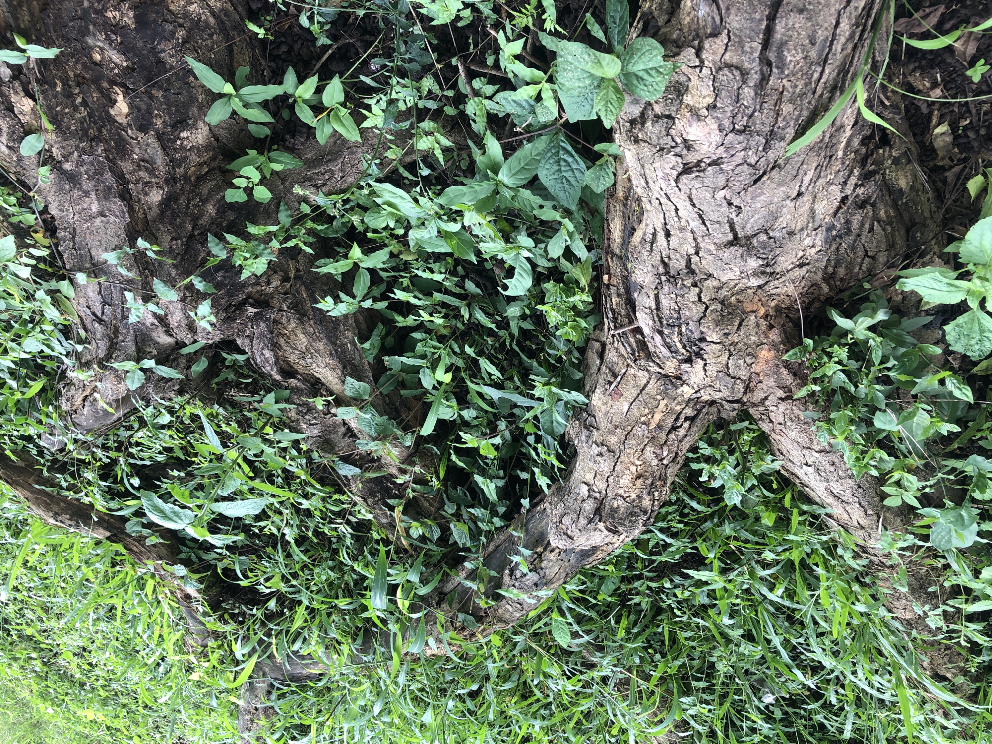 In a natural setting, a large, rough-barked tree trunk lies partially embedded in the ground, surrounded by lush green grass and smaller plants. The trunk has a gnarled appearance with deep crevices and is oriented diagonally across the frame. The surrounding vegetation is dense and vibrant, with a mix of grass blades and leafy plants growing in and around the exposed roots and bark of the fallen tree. The lighting suggests an outdoor environment, possibly a park or forest, with diffused natural light casting soft shadows. There are no people or man-made structures visible in the image, creating a scene focused entirely on the natural elements.