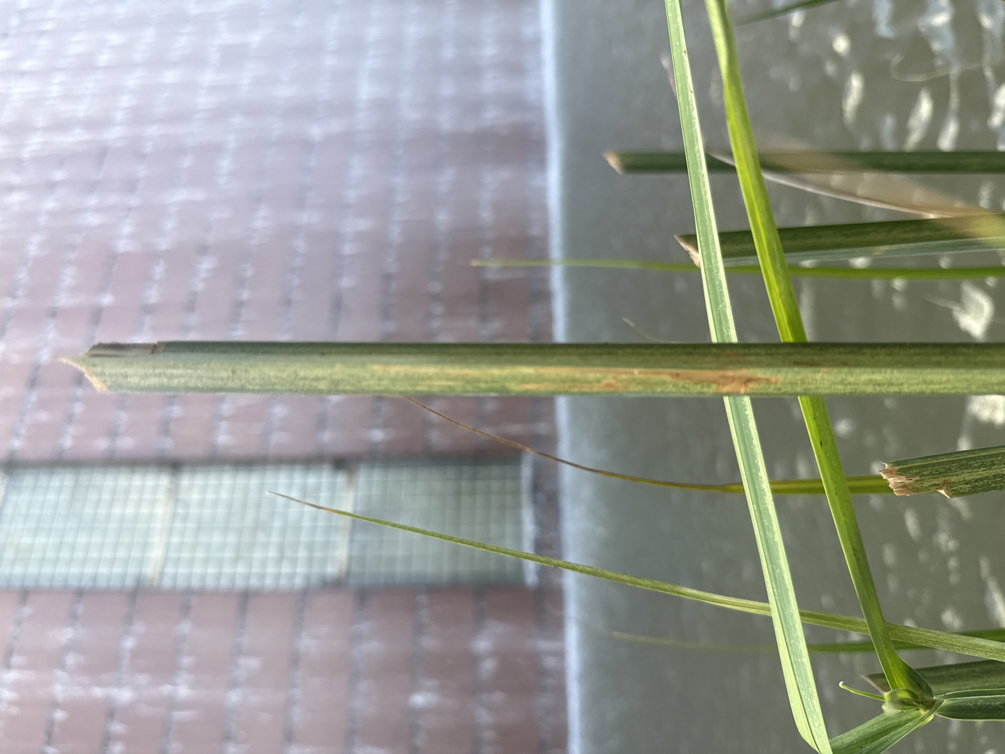 In the foreground, several green reeds and blades of grass are visible. The largest reed is in the center, and appears to be broken at the top. Behind the reeds, a body of water with ripples can be seen, and further in the background, a brick wall with a large, grid-like window or panel is visible. The overall impression is of a natural area adjacent to a building. The image was taken in Bangkok, Thailand.