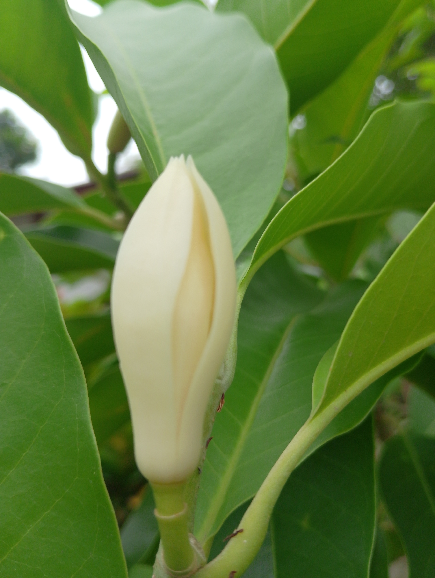 A close-up, low-angle shot captures a single, creamy white magnolia bud, tightly closed, nestled amongst lush green leaves. The bud is the primary subject, its smooth, waxy petals forming an elongated teardrop shape with a subtle slit down the center. The surrounding foliage is vibrant and healthy, with a visible pattern of veins on the broad leaves. The stem is a pale green, with a few small brown marks visible. The background is softly blurred, suggesting an outdoor environment, likely a garden or natural setting. The image does not contain any people or visible signs of human activity. This scene is situated in Keudejungkagajah, Indonesia.