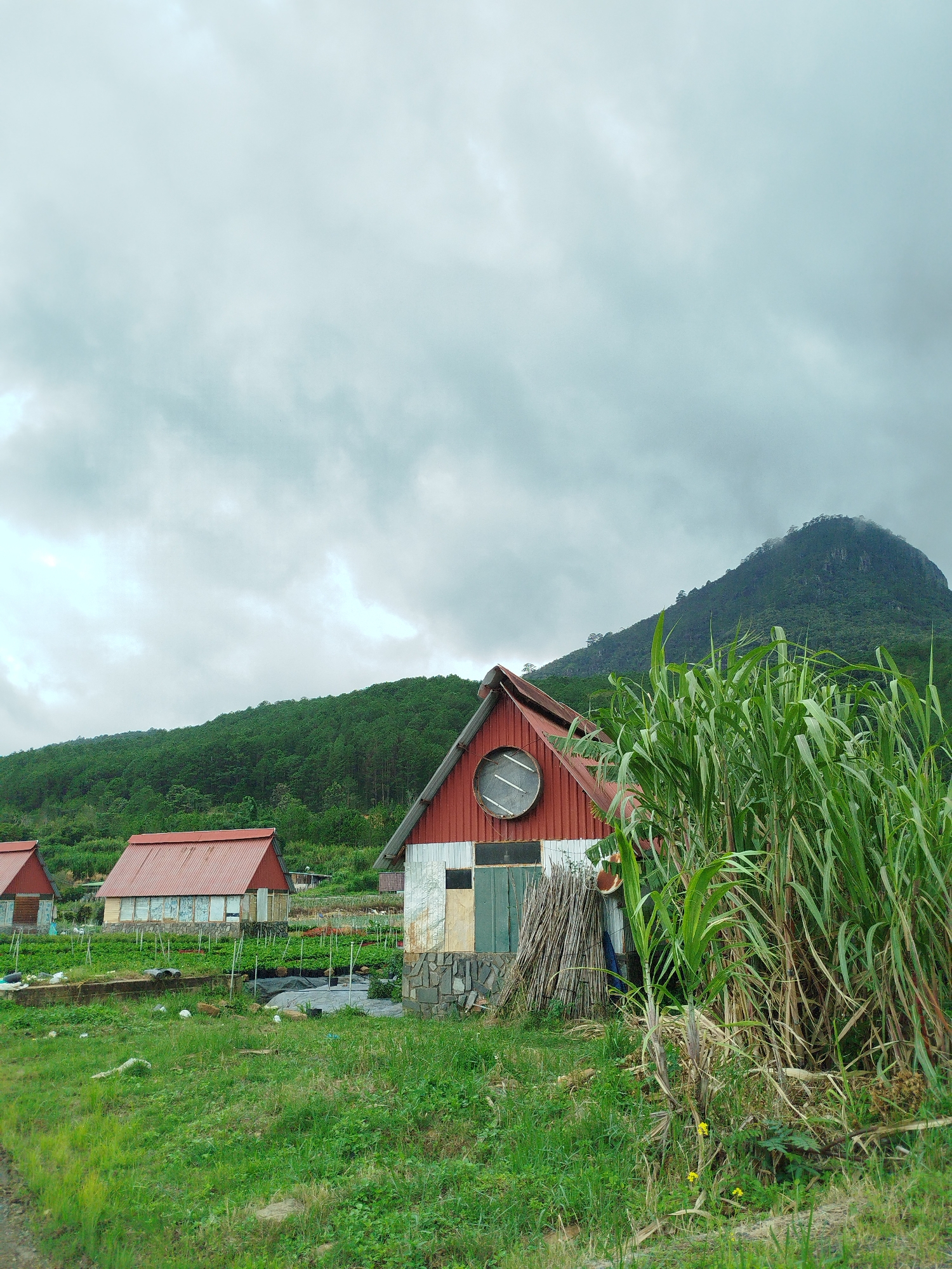 The image depicts a rural scene in K'Long, Vietnam, under a cloudy sky. In the foreground, tall green grasses dominate the right side of the frame. To the left of the grasses, a small red-roofed building with a stone foundation is visible. This building has a circular window with a metal grate and what appears to be a wooden door. A pile of dried reeds or bamboo leans against the building's exterior. Further to the left, two more similar red-roofed structures are visible, appearing to be greenhouses or small agricultural buildings. In the middle ground, a patch of land with rows of young plants is cultivated. In the background, a lush green mountainside covered in dense forest slopes upwards, with a prominent peak shrouded in mist at the top. The overall impression is one of a quiet, agricultural community nestled in a mountainous region.