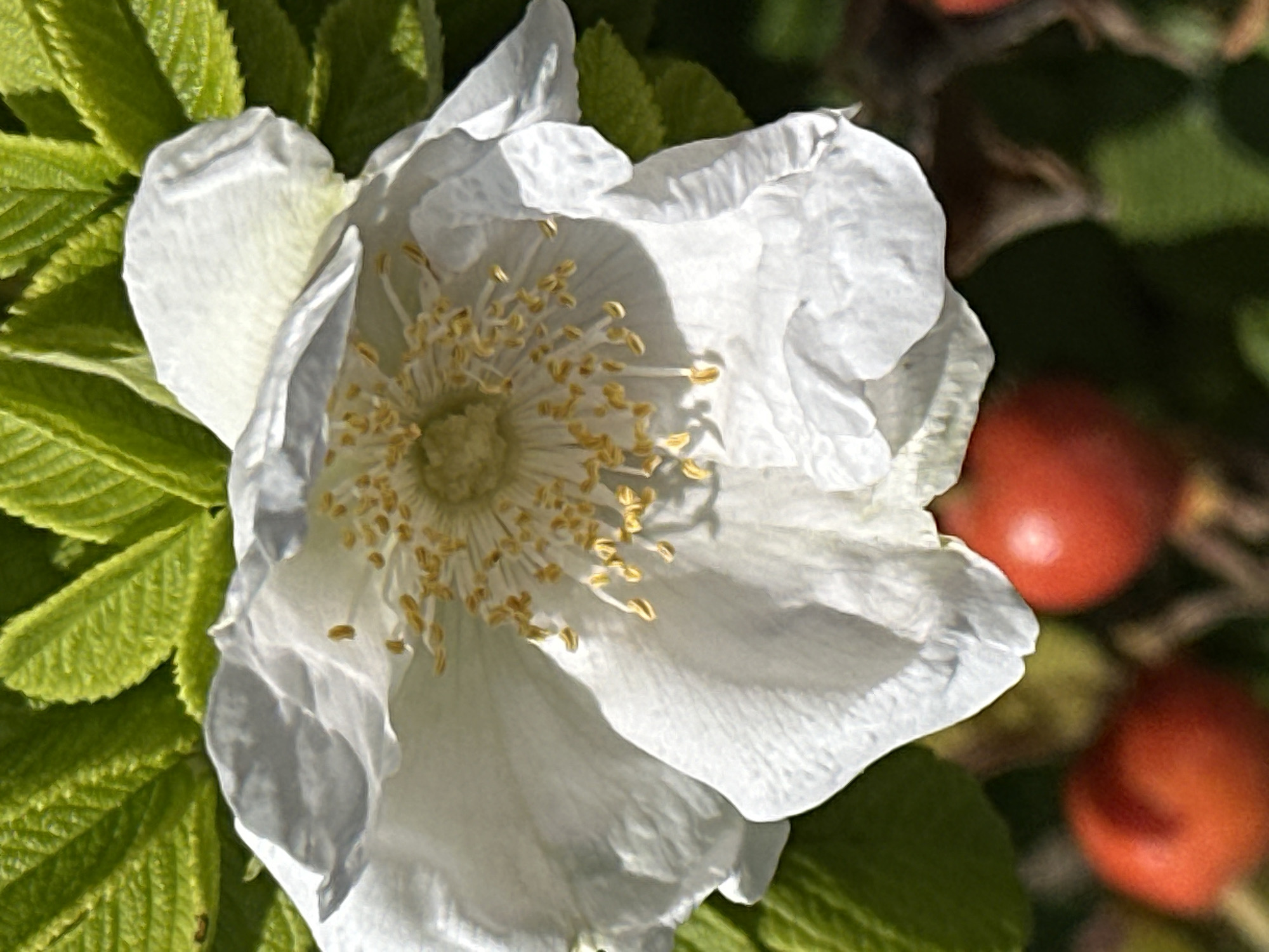 A close-up, vertical shot captures a white rose flower with delicate, ruffled petals. The center of the flower is filled with numerous yellow stamens. Green leaves are visible in the background, and out-of-focus red rose hips are in the foreground. The lighting suggests a sunny day. This image was taken in Podolsk, Russia.