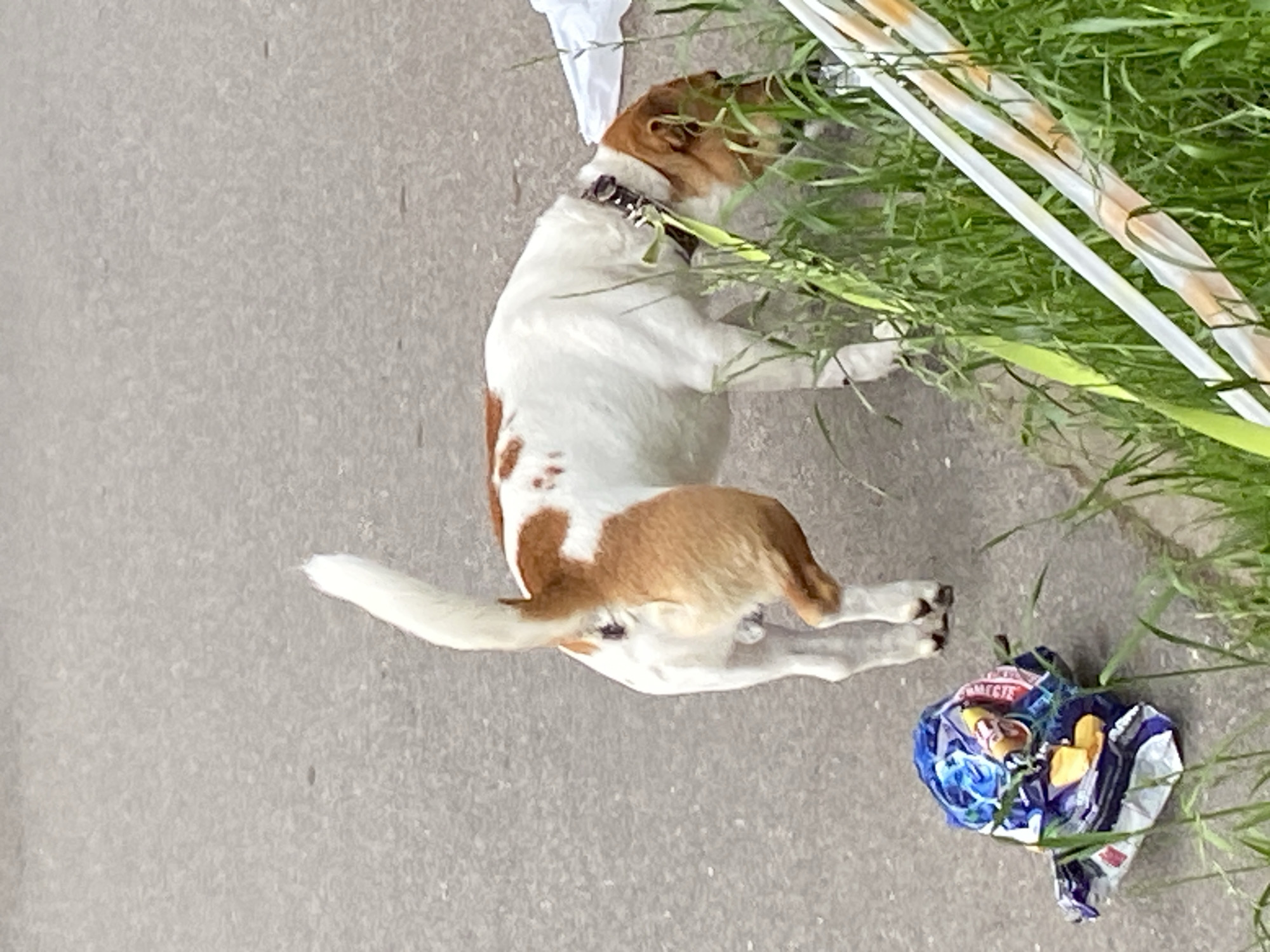 A medium shot captures a white and tan Jack Russell Terrier from its hindquarters as it sniffs at a crumpled bag of potato chips on a grey asphalt surface. The dog, wearing a dark collar with silver studs, has a white tail held high and a tan and white coat with brown spots. To the right, tall green grass grows alongside the asphalt, with decorative ribbons, one white and one orange and white, entwined within it. In the background, a white plastic bag is visible near the grass. The scene is an outdoor environment, likely a street or park in Saint Petersburg, Russia, given the context.