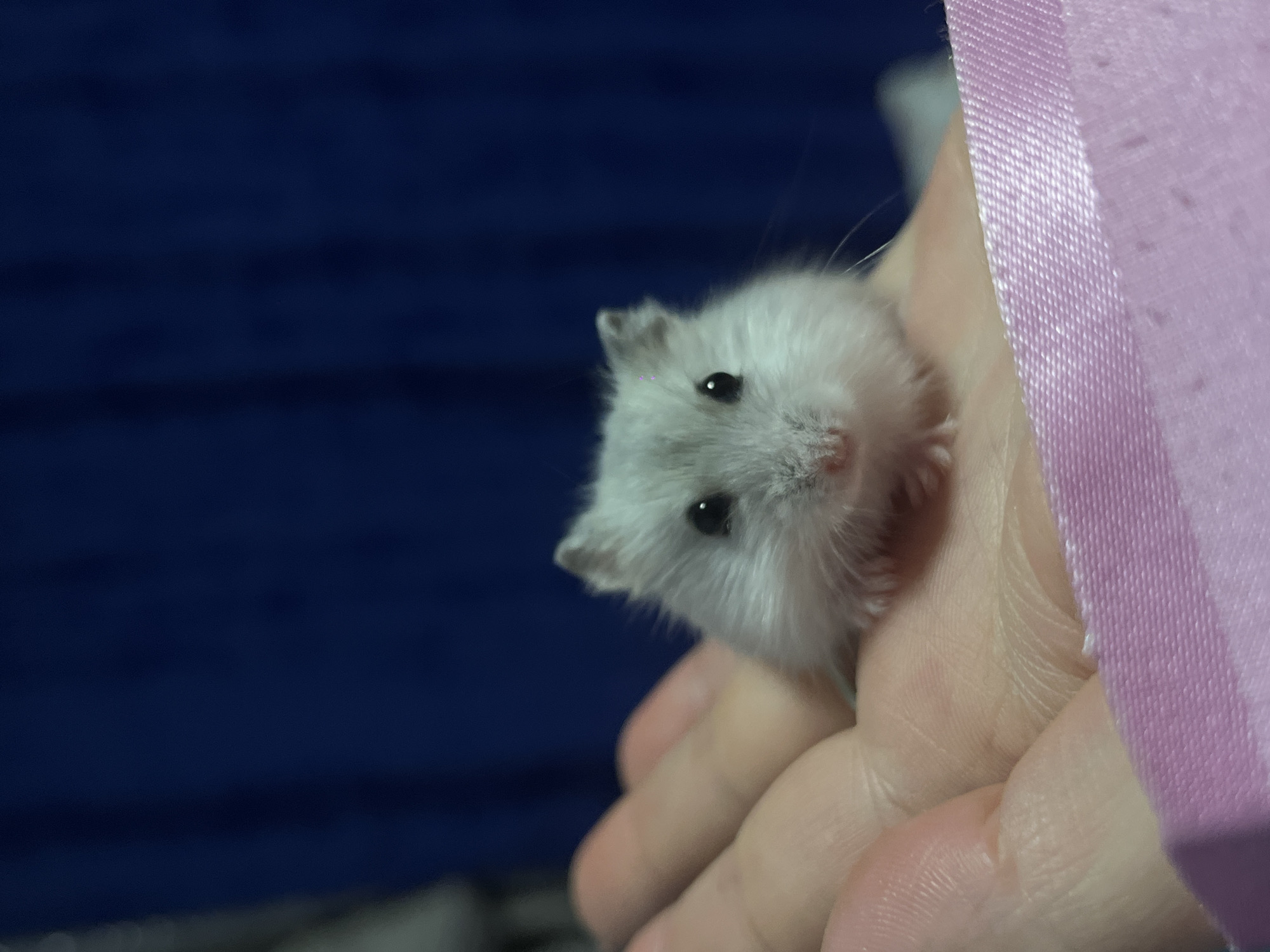 A light gray hamster with dark eyes is held in an open palm. The hamster is the central focus of the image, with its face clearly visible. The palm is a light skin tone and is cupped slightly, providing a resting place for the animal. In the foreground, a pink ribbon-like material is visible, obscuring the lower portion of the palm and the hamster. The background consists of a dark blue fabric that appears to be a curtain or drapery, with some indistinct lighter areas on the left side. The lighting is soft, highlighting the hamster's fur. The image does not contain any information related to the city of Novopokrovskaya, Russia.