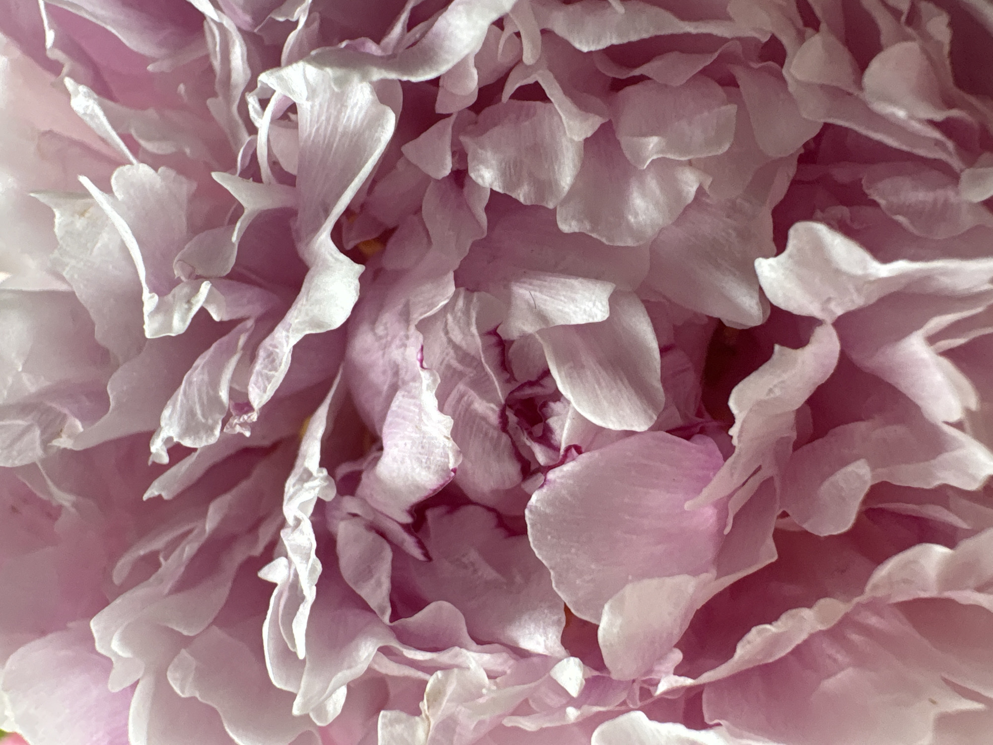 This is a close-up, macro photograph of the petals of a pink peony flower. The image focuses on the delicate, layered texture and soft, translucent quality of the petals, with variations in shade from pale pink to a deeper magenta at the base of some petals. The lighting creates highlights and shadows, emphasizing the curves and folds of the flower. There is no identifiable location in Saint Petersburg, Russia, or any people, actions, or interactions depicted in this image.