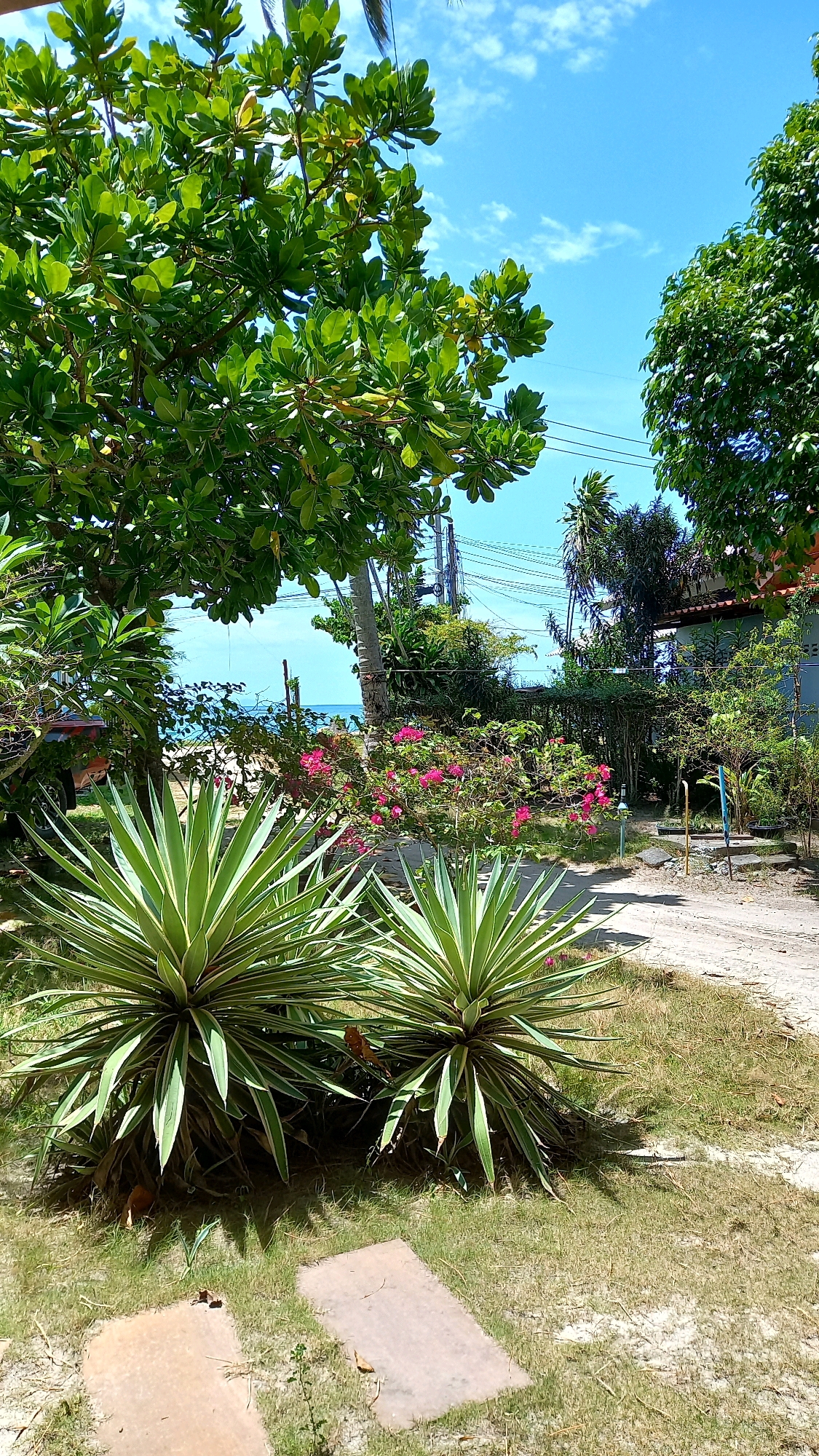 A vertical, eye-level shot shows a tropical outdoor scene on a bright, sunny day. In the foreground, two spiky, variegated agave plants dominate the space. Their long, green leaves are edged with cream or pale yellow and arch outwards. They sit on a patch of dry, yellowish-green grass, with two light brown rectangular stepping stones in the lower left.
Behind the agaves, a pathway made of light-colored dirt and gravel curves to the right. A dense cluster of bright pink bougainvillea flowers blooms to the left of the pathway, adding a vibrant splash of color. Beyond the flowers and pathway, trees with lush green foliage create a natural backdrop. Through the leaves, a sliver of the ocean can be seen, a hazy blue line against a clear, bright blue sky dotted with a few wispy white clouds.
In the mid-ground, to the right, a portion of a building with a light blue wall is visible, suggesting a dwelling or accommodation. A complex network of electrical wires and poles is strung across the background, interrupting the otherwise natural vista and hinting at a developed area. The overall impression is of a tropical paradise, possibly a resort or private residence, situated near the coast in Ko Pha-ngan District, Thailand. There are no people or animals visible in the image.