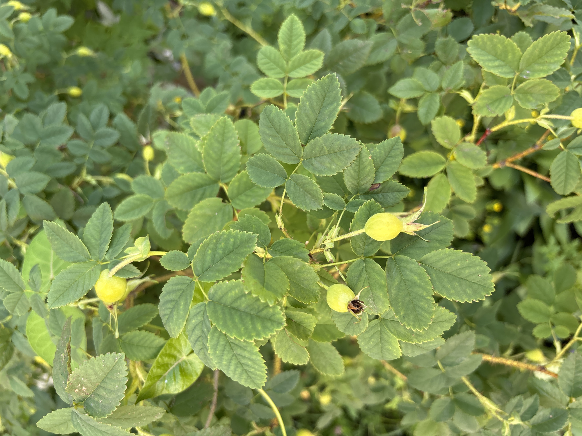 The image displays a close-up view of a rosehip bush in Chigiri, Russia. The bush is dense with green leaves, some showing signs of minor damage or discoloration. Several unripe, yellow rosehips are visible among the foliage, attached to thorny stems. The lighting suggests it may be daytime, with a soft, diffused light illuminating the scene. The background is blurred, indicating a shallow depth of field, with more foliage and some hints of yellow rosehips.