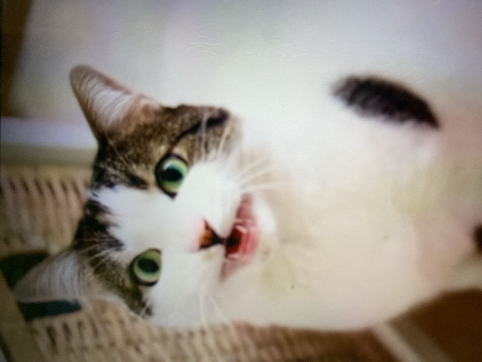 A close-up, slightly blurred photograph shows a cat lying on its side on a woven surface. The cat is predominantly white with brown tabby markings on its head and a dark patch on its back. Its head is tilted, and its mouth is slightly open, revealing teeth. The cat has green eyes. The background is indistinct. The location of Tinaquillo, Venezuela, is not discernible from the image.
