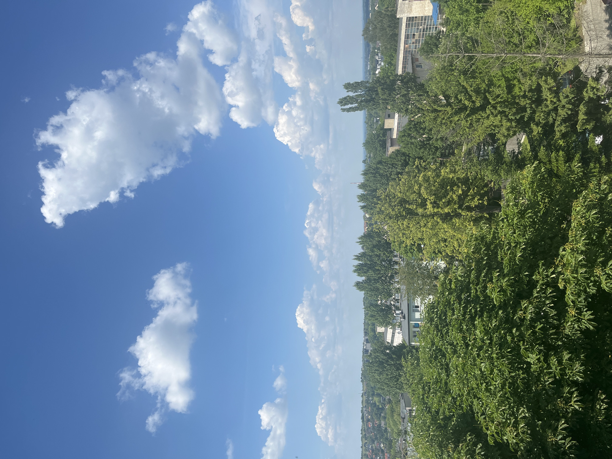 This is a vertical, outdoor, daytime photograph of a cityscape, likely from a high vantage point. The sky is a vibrant blue, dotted with fluffy white cumulus clouds. The clouds are predominantly in the left half of the frame, with the right half showing the terrestrial landscape.
The landscape is dominated by lush green trees and foliage, creating a dense canopy. Peeking through the trees are buildings, appearing to be a mix of residential and possibly commercial structures, with varying architectural styles and colors, including white, beige, and some with tiled roofs. In the distance, a hazy horizon suggests a wide expanse, possibly a body of water or further urban sprawl.
The lighting indicates it is a sunny day, casting some shadows and highlighting the textures of the leaves and buildings. The overall mood is peaceful and serene, suggesting a pleasant day. There is no visible text in the image. The scene is devoid of any visible people or specific objects that would indicate a particular activity or event.