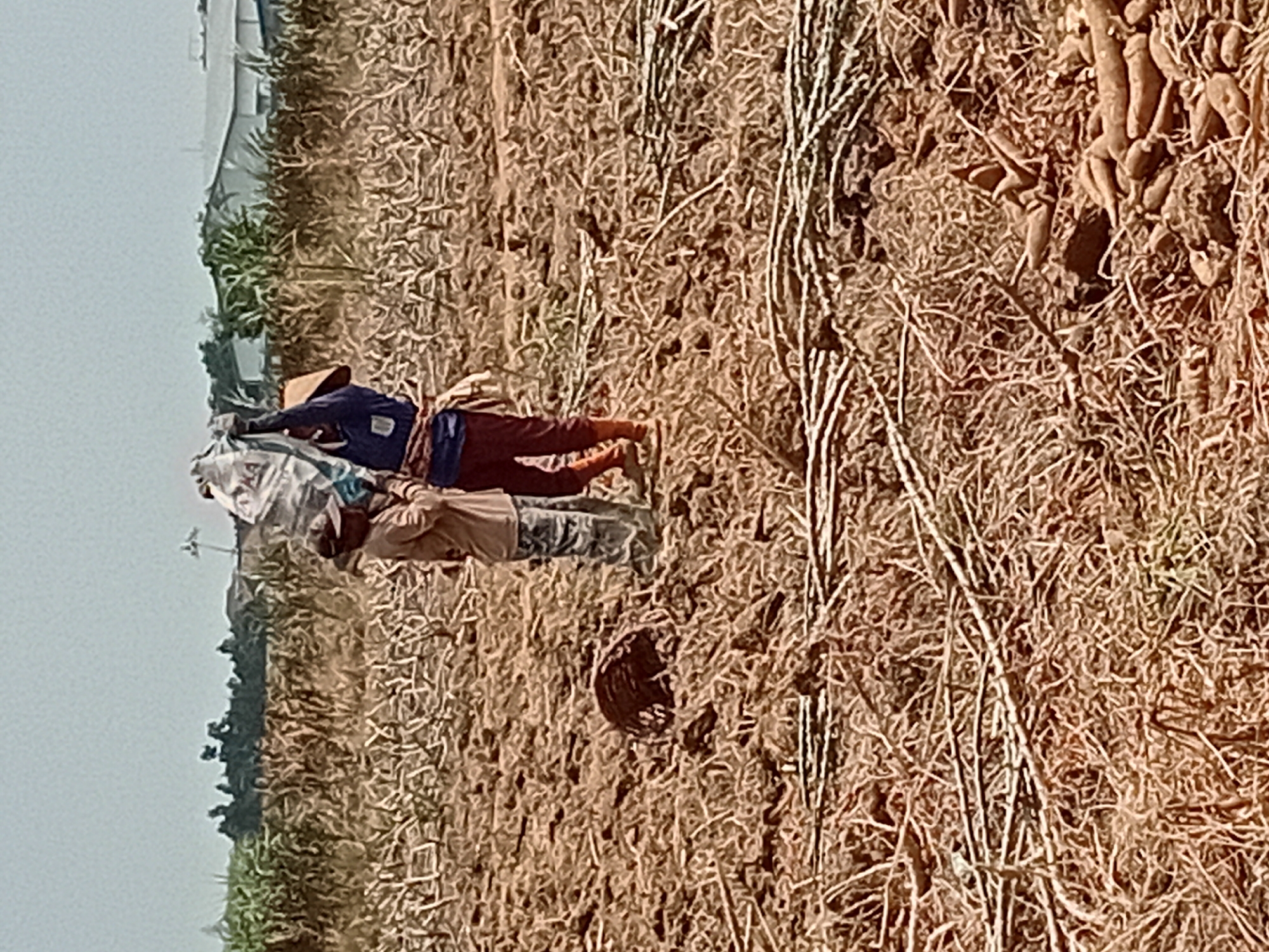 Two individuals are working in a field of dry, stubbly vegetation, likely after a harvest. The ground is dark brown and appears to be tilled. In the foreground, there are numerous dry stalks and some root vegetables are visible. A woven basket sits on the ground. The two individuals are in the mid-ground, one on the left wearing a wide-brimmed hat and a light-colored long-sleeved shirt with camouflage-patterned pants, and the other on the right wearing a dark blue shirt and dark red pants, with a sash around their waist. Both are carrying a large, white bag filled with material over their shoulders, the one on the right appearing to be assisting the one on the left. In the background, a line of green vegetation, possibly crops like corn, runs across the frame. Further in the distance, there are some buildings with white roofs and a pale blue sky. The scene suggests agricultural labor in a rural or semi-rural area. The location is identified as Bae, Indonesia.