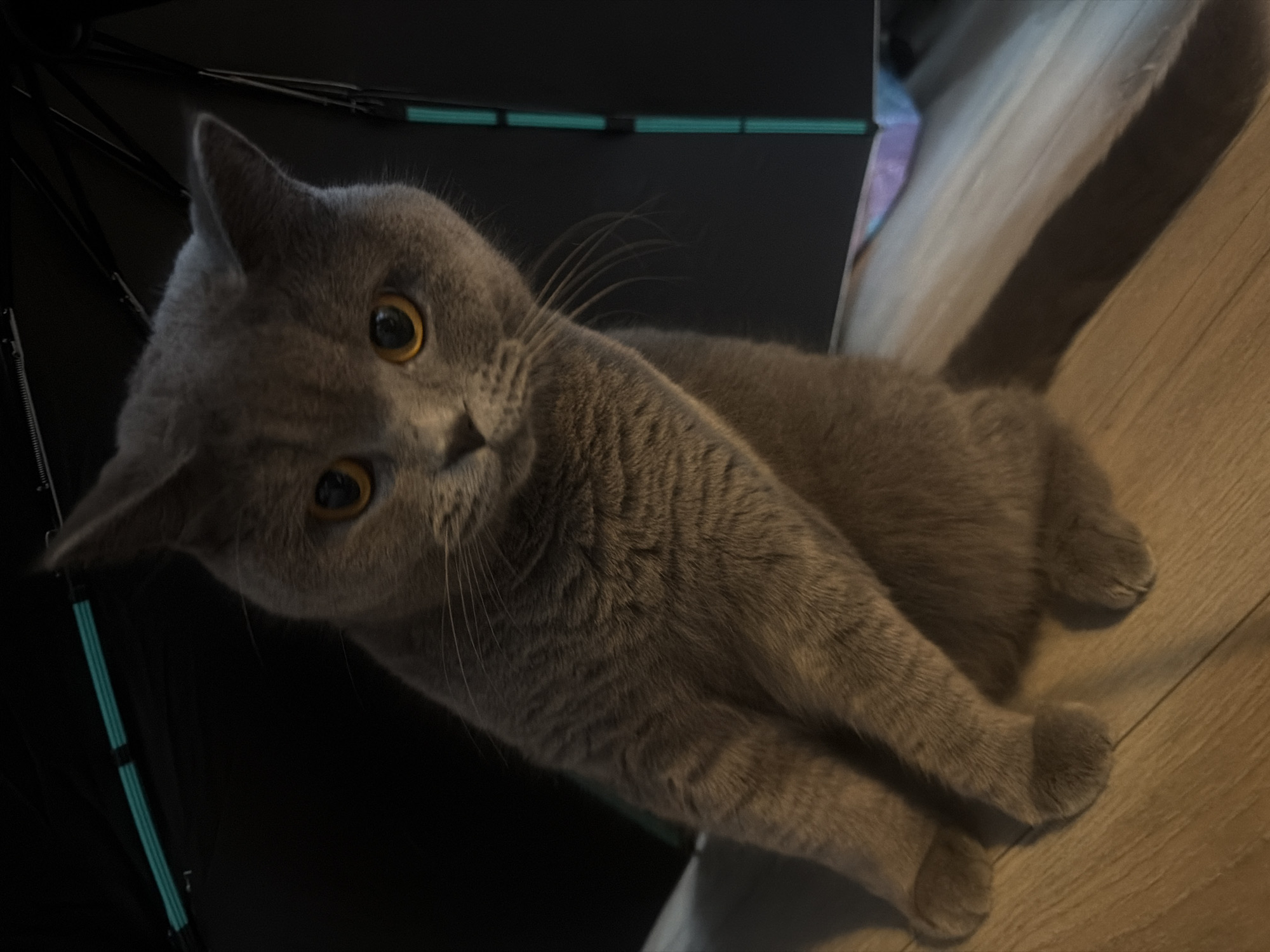 A British Shorthair cat with grey fur and yellow eyes is lying on a wooden floor, next to a black object that appears to be an open umbrella. The cat is looking towards the camera with a curious expression. The scene is indoors, with the lighting suggesting it could be daytime or artificial lighting at night. The background is dark, with some hints of color suggesting other objects are present. The overall mood is relaxed and domestic. No visible text.