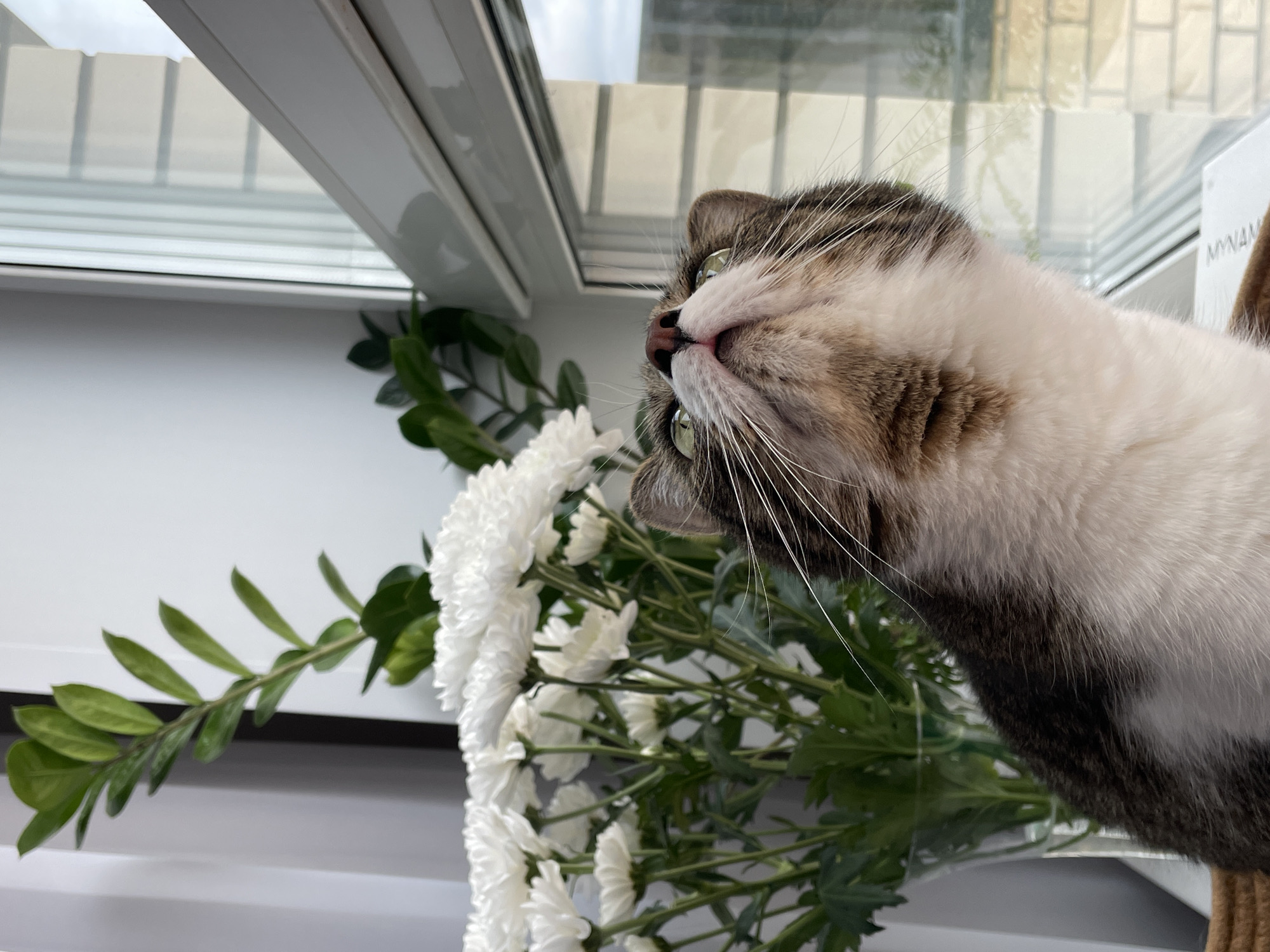 A cat with brown and white fur and green eyes is looking up at a window. There is a bouquet of white flowers in front of the cat. The location is near a window, likely indoors. The city of Pervomaysky, Russia, is not discernible in the image.
