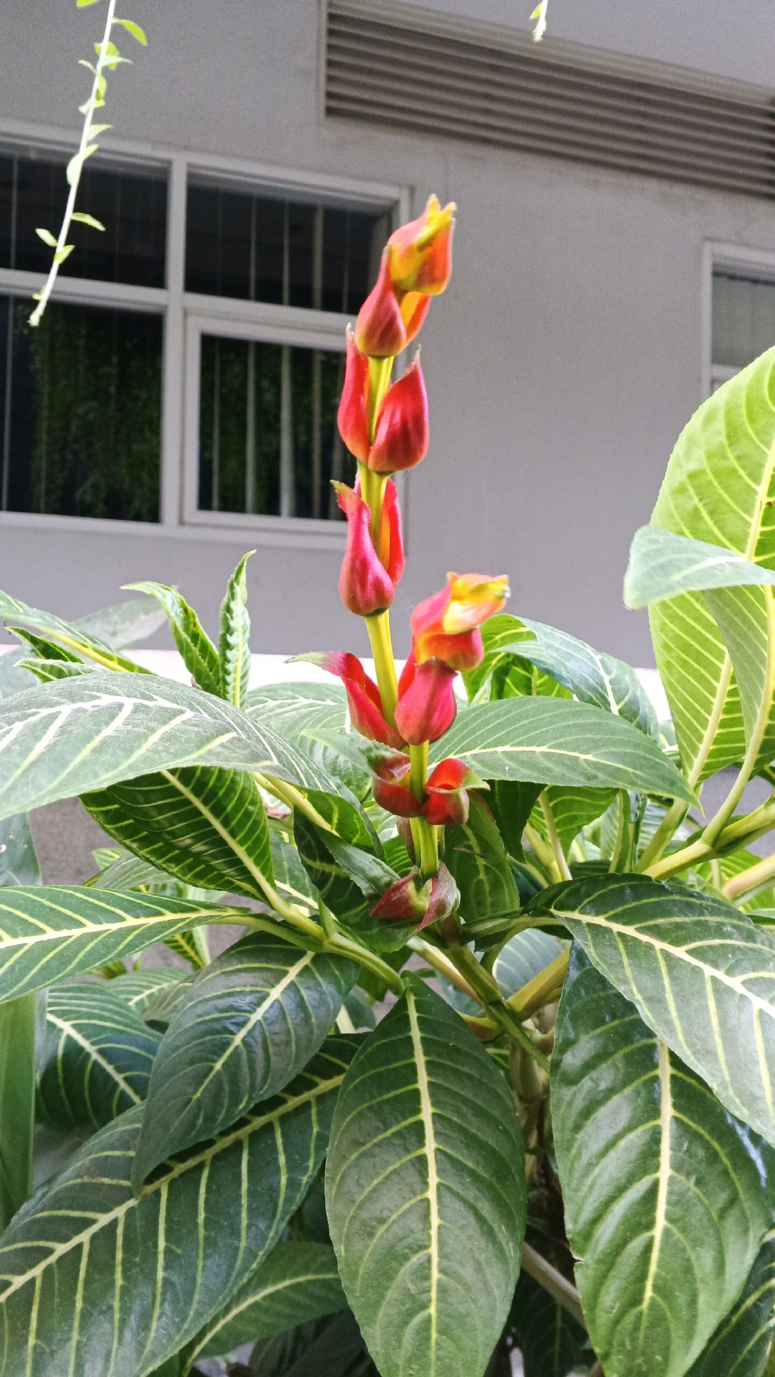 A close-up, medium-angle shot features a flowering plant with vibrant red and yellow tubular blossoms and large, dark green leaves with prominent yellow veining. The plant is positioned in front of a building with a grey facade and white-framed windows, one of which is visible with barred protection. A thin, green vine with small leaves drapes from the upper left corner of the frame. The overall environment suggests an outdoor urban setting, possibly a garden or public space in Banguntapan, Indonesia, given the architectural style of the building. No people or animals are present in the image.
