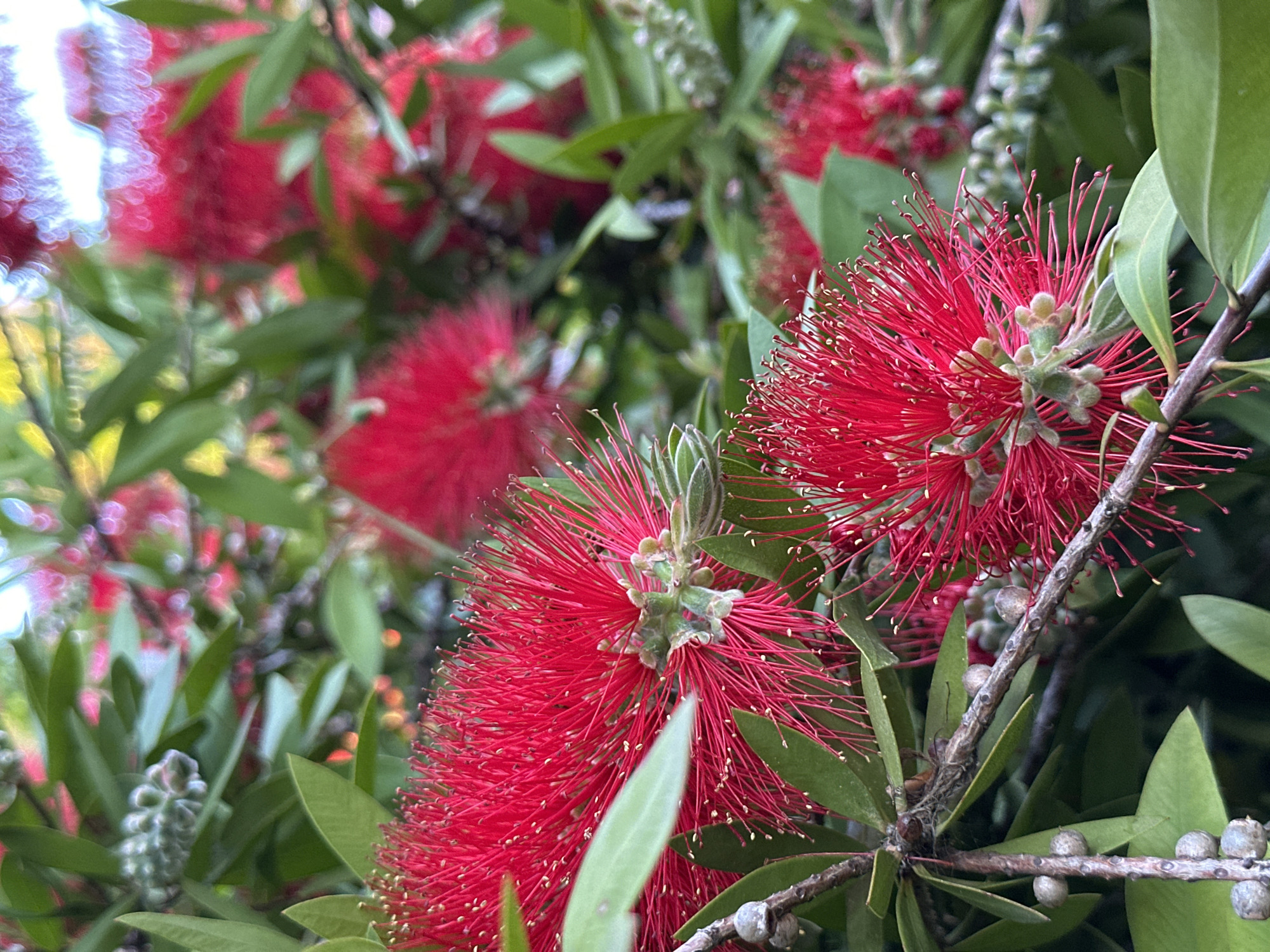 This close-up, eye-level shot captures a vibrant cluster of red bottlebrush flowers (Callistemon) against a soft, blurred background of similar foliage and blossoms. The two most prominent flowers, located in the mid-right and lower-left of the frame, are in sharp focus, showcasing their distinctive brush-like appearance with numerous slender, bright red stamens tipped with tiny yellow anthers.
The flowers are densely packed, giving them a rich, textural quality. Green leaves, typical of the bottlebrush plant, frame the flowers, some appearing elongated and others more oval, with subtle veins visible on their surfaces. The branches supporting the flowers and leaves are visible, displaying a textured, woody appearance, with some featuring small, spherical, grey-brown seed capsules from past blooms.
The background is a harmonious blend of defocussed red floral shapes and green foliage, creating a shallow depth of field that emphasizes the sharpness of the foreground subjects. The lighting appears to be natural and diffused, possibly indicating an overcast day or indirect sunlight, as there are no harsh shadows. The overall color palette is dominated by the striking reds of the flowers and various shades of green from the leaves. There is no visible activity or text. Given the context, this scene is set in Sochi, Russia, a region known for its subtropical climate suitable for such flora.