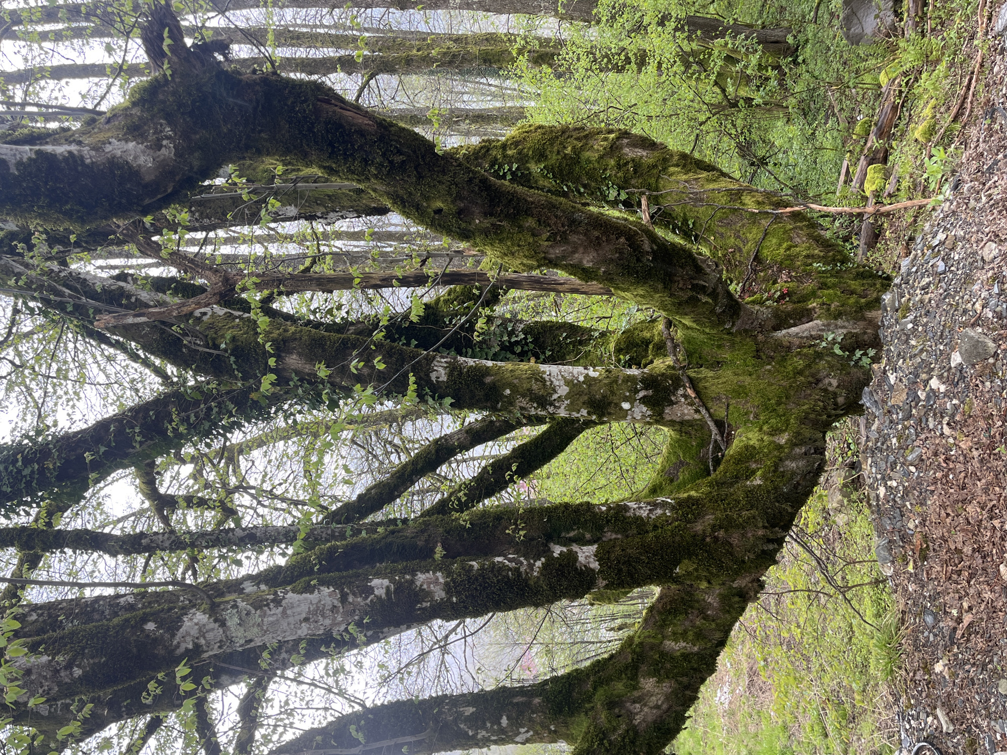 The image shows a moss-covered tree with many branches in a forest or park-like setting. The foreground is dominated by the thick, curving branches of the tree, heavily coated with green moss. New leaves are sprouting from some of the branches. The background features other trees, some with leaves, suggesting springtime. The ground to the right of the frame is covered in gravel and fallen leaves. The location is indicated as Unknown, Unknown.
