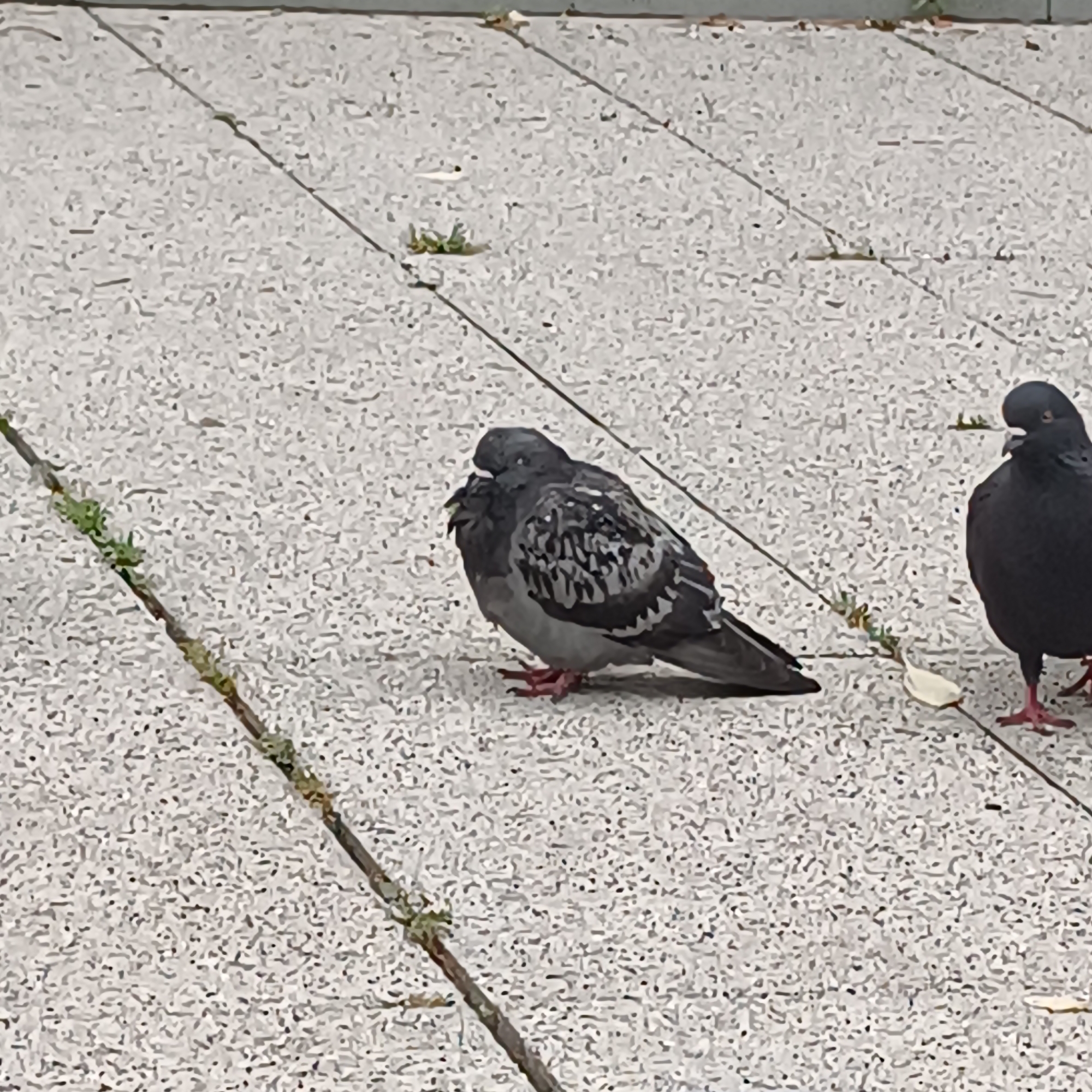 The image displays two pigeons resting on a light grey, textured concrete pavement in Sofia, Bulgaria, during daytime. The pavement is made of square or rectangular tiles separated by dark seams, where small clusters of green weeds grow.
The pigeon on the left is more prominent, characterized by its mottled grey and black plumage, particularly on its wings. Its feathers appear somewhat ruffled, and its head is tilted downwards and to the left, suggesting it might be preening or in a relaxed posture. Its legs and feet are a distinct reddish-pink.
To the right, partially visible at the edge of the frame, is a second pigeon. This bird is predominantly black with a darker grey head, standing upright and facing towards the right. Its reddish-pink legs are also visible. A small, light-colored object, possibly a seed fragment or a piece of debris, lies on the pavement near its feet.
The lighting in the photograph is soft and even, indicating an overcast day or indirect light, as there are no sharp shadows. The scene captures a typical urban moment featuring wildlife in a public, paved environment. No people or text are visible.