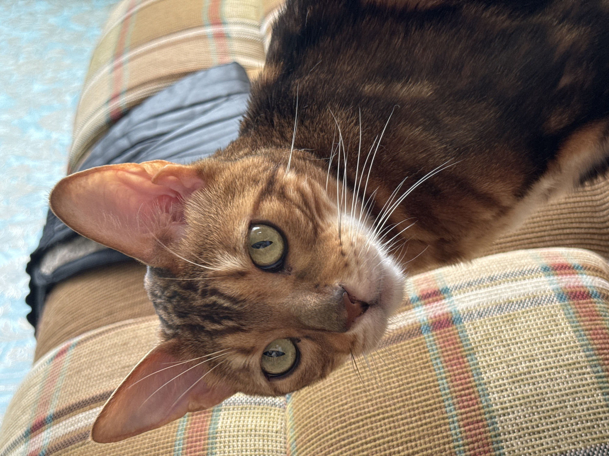 This is a close-up, eye-level, medium shot of a Bengal cat with golden-brown fur and green eyes, looking directly at the camera. The cat is sitting on a couch with a plaid pattern in shades of tan, orange, and blue. The background is blurred and appears to be a wall with a light blue, textured surface, and a dark blanket or piece of clothing draped over the couch. The lighting is natural and soft, casting gentle shadows. The image was taken indoors, likely in a residential setting.