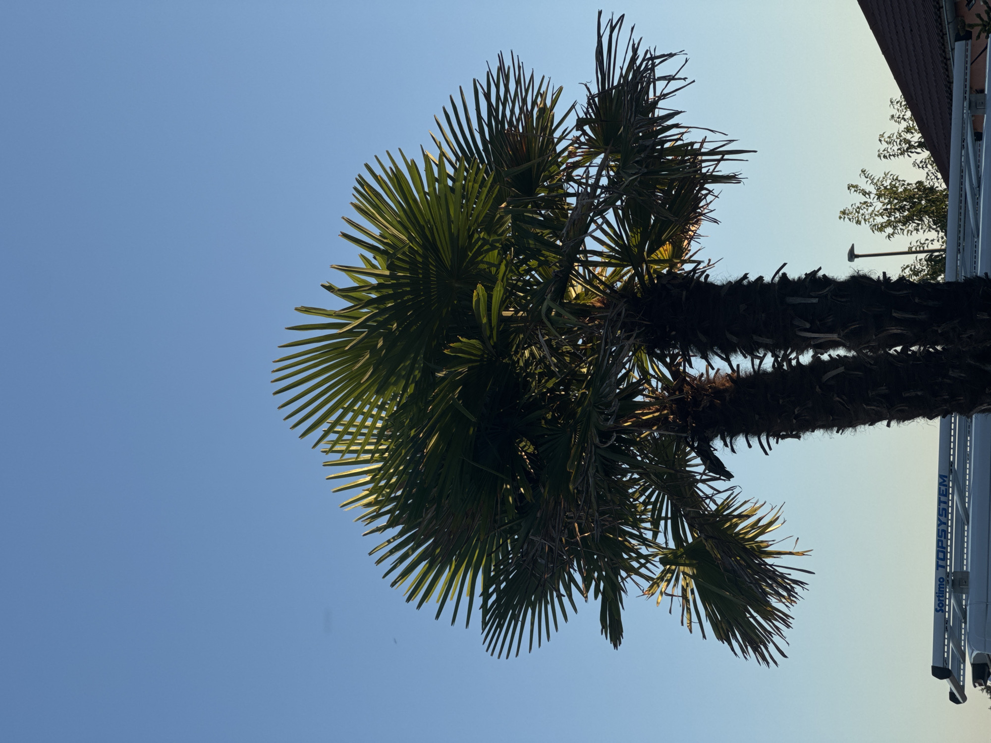 Two palm trees are silhouetted against a clear blue sky in Wettstetten, Germany. The fronds of the palm trees are green and spiky, with some dried fronds hanging down. In the foreground, a white van with a silver roof rack is visible. The roof rack has "Sortimo TOPSYSTEM" printed on it. A street light and the roof of a house with red tiles can be seen behind the palm trees.