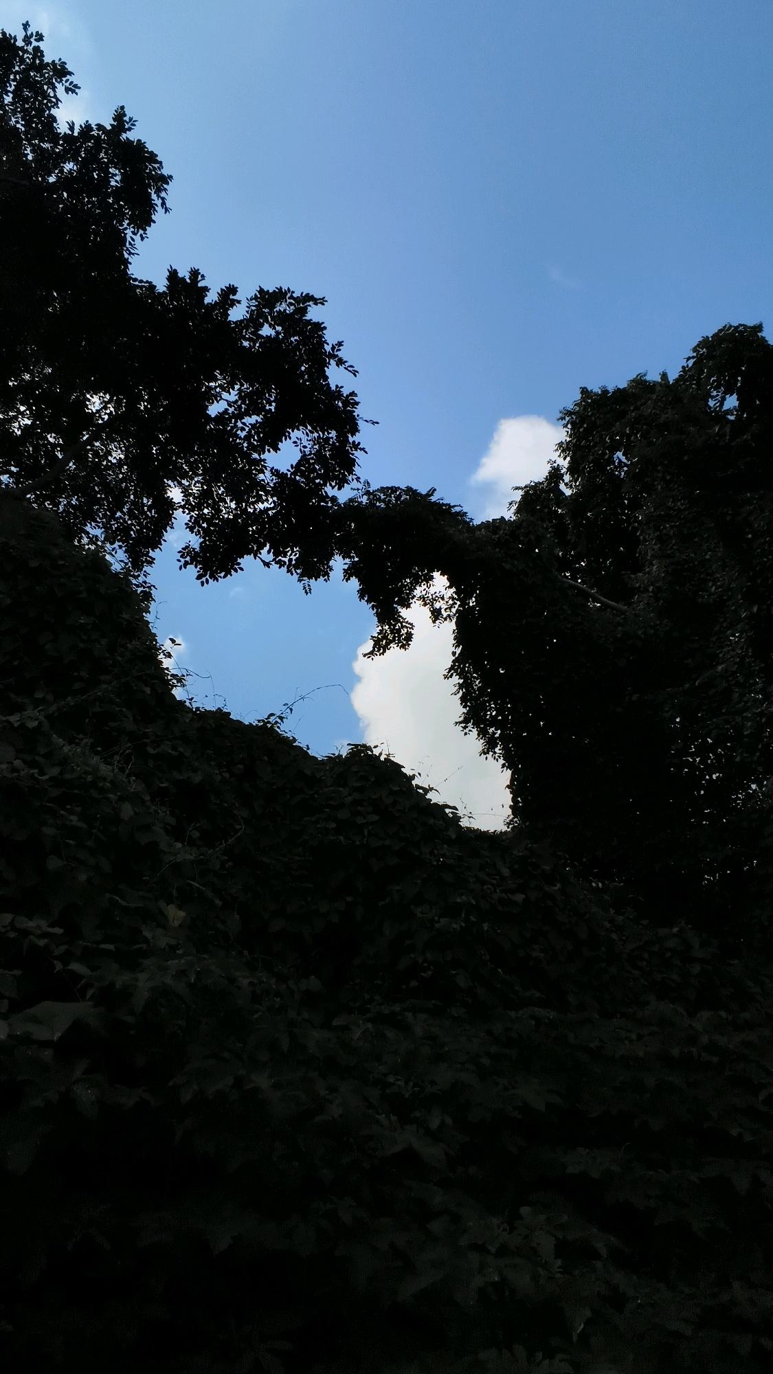 This image captures a view of the sky through a gap in dense foliage, framed by dark silhouettes of trees and vines. The sky is a vibrant blue with a few fluffy white clouds. The foliage, appearing as dark masses, forms an organic archway or opening, obscuring much of the scene and suggesting a natural setting. The texture of the leaves and vines is visible in some areas, particularly the dense cover on the left and right sides of the frame. The lighting suggests it is daytime, with the bright sky contrasting sharply with the shadowed vegetation. The image has been captured from a low angle, looking upwards. The specific location in Thane, India, is not discernible from the visual information present in the image itself.