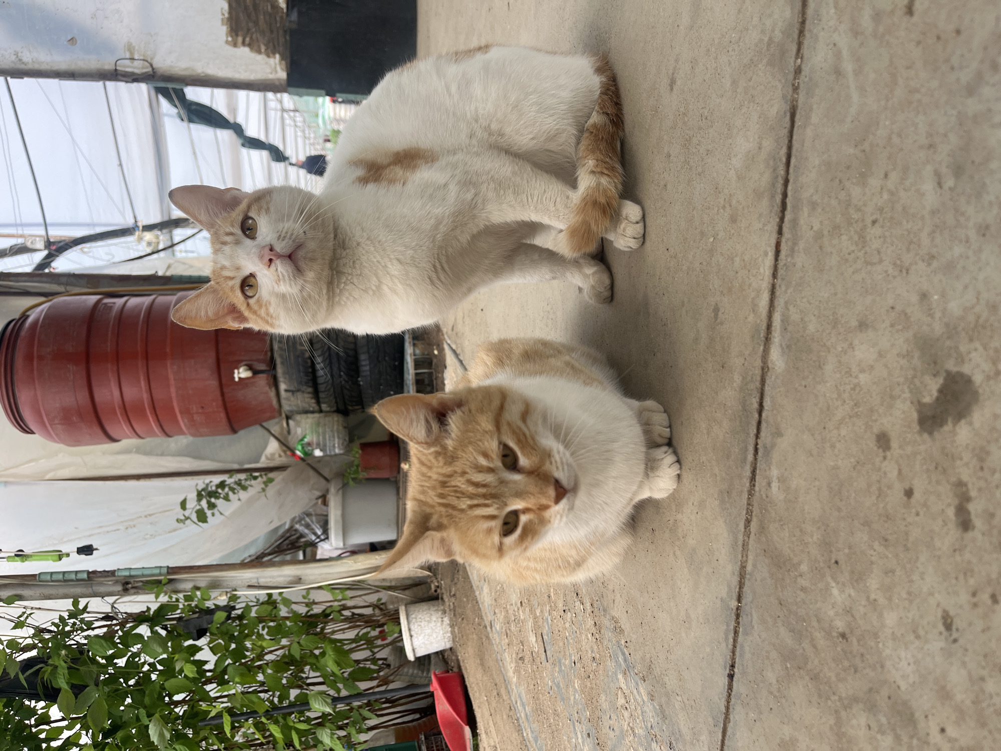 Two cats are the central subjects in an outdoor environment. One cat is white with orange markings, while the other is orange and white. They are positioned on a concrete surface, likely a patio or walkway. The background features a partially visible greenhouse structure with plants, pots, a red container, and other miscellaneous items. The location is identified as Lebnitsa, Bulgaria.
