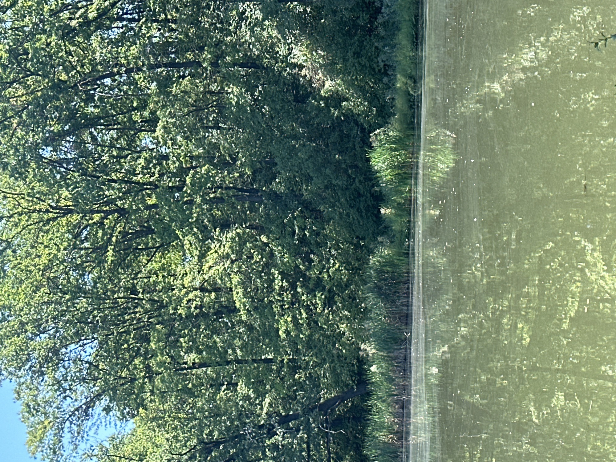 The image shows a body of water with reflections of trees and a blue sky. The water's surface is calm, with some ripples and small white specks that could be debris or insects. Along the edge of the water, there is a dense growth of green reeds and other vegetation, backed by a thick forest of trees with lush green foliage. Sunlight filters through the leaves, creating a dappled effect. The scene appears to be a natural landscape, likely a pond or lake on the outskirts of a populated area, possibly in the village of Makiv, Ukraine, given the context. There are no people or man-made structures immediately visible in the frame.