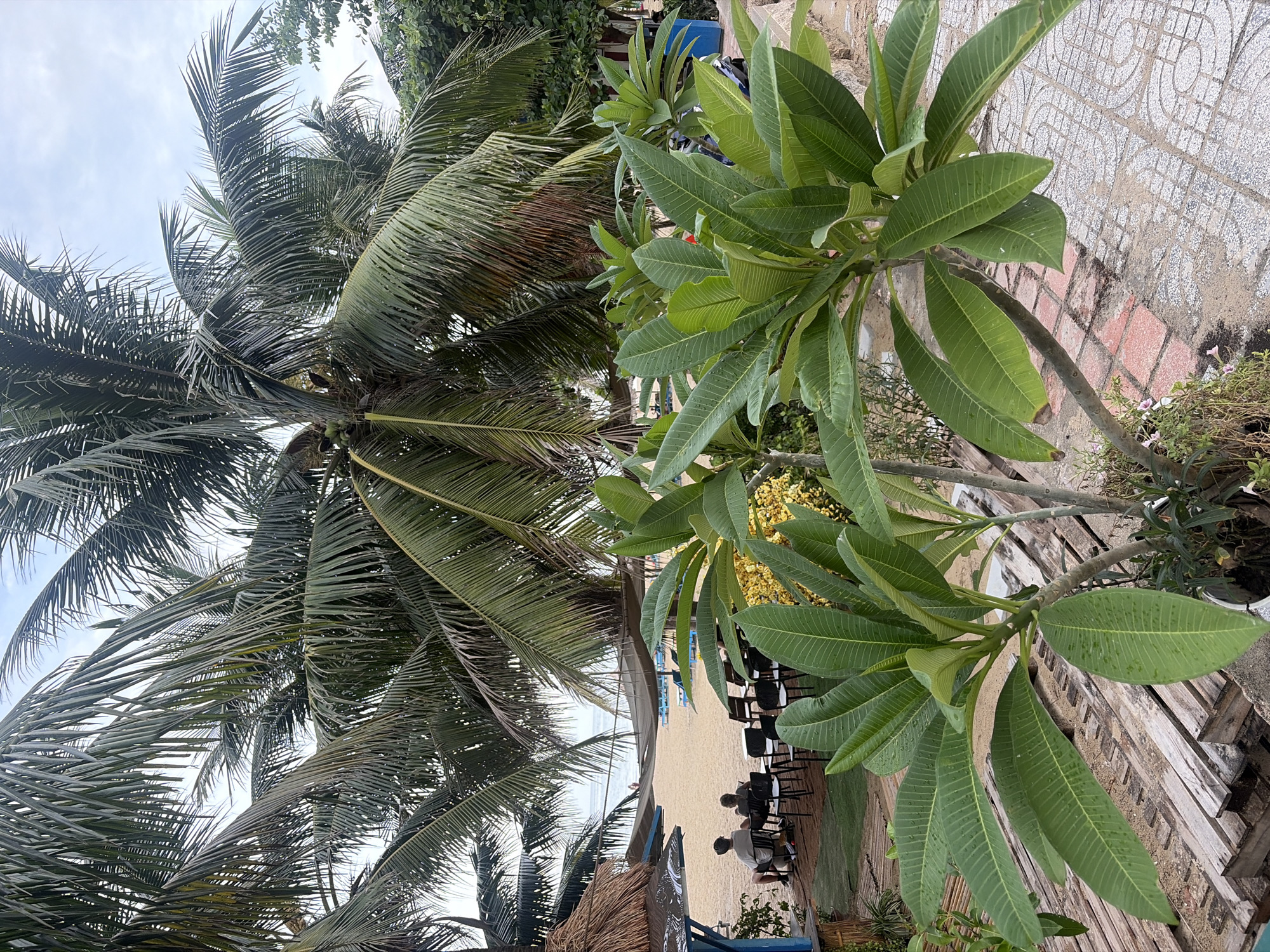 A scene of a beachside cafe with a view of the ocean in Da Nang, Vietnam is depicted. The foreground features a lush green plumeria plant with large, glossy leaves. Behind it, a sandy beach stretches out, dotted with empty chairs and tables, suggesting a quiet moment before or after peak hours. A small thatched-roof structure offers shade. Two people are seated at a table, facing the ocean, their backs to the camera. Towering palm trees with dense fronds dominate the upper portion of the image, casting shadows and creating a tropical ambiance. The sky is overcast with a pale blue hue. The scene captures a serene, relaxed atmosphere typical of a beach resort.