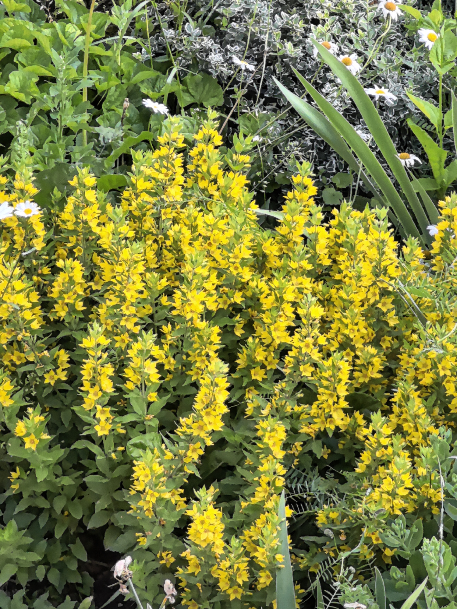 The image displays a dense cluster of bright yellow flowers, likely Lysimachia, in full bloom. These flowers are arranged in tall, upright spikes, creating a vibrant and lush appearance. Interspersed among the yellow blossoms are various green leaves and foliage. In the background, white daisy-like flowers with yellow centers are visible, along with the variegated leaves of a bush and long, thin green leaves that appear to belong to a different plant, possibly irises or ornamental grass. The overall scene depicts a vibrant garden setting with a variety of flowering plants and greenery. There are no people or discernable actions depicted in the image. The image does not provide any specific location information for a city or state.