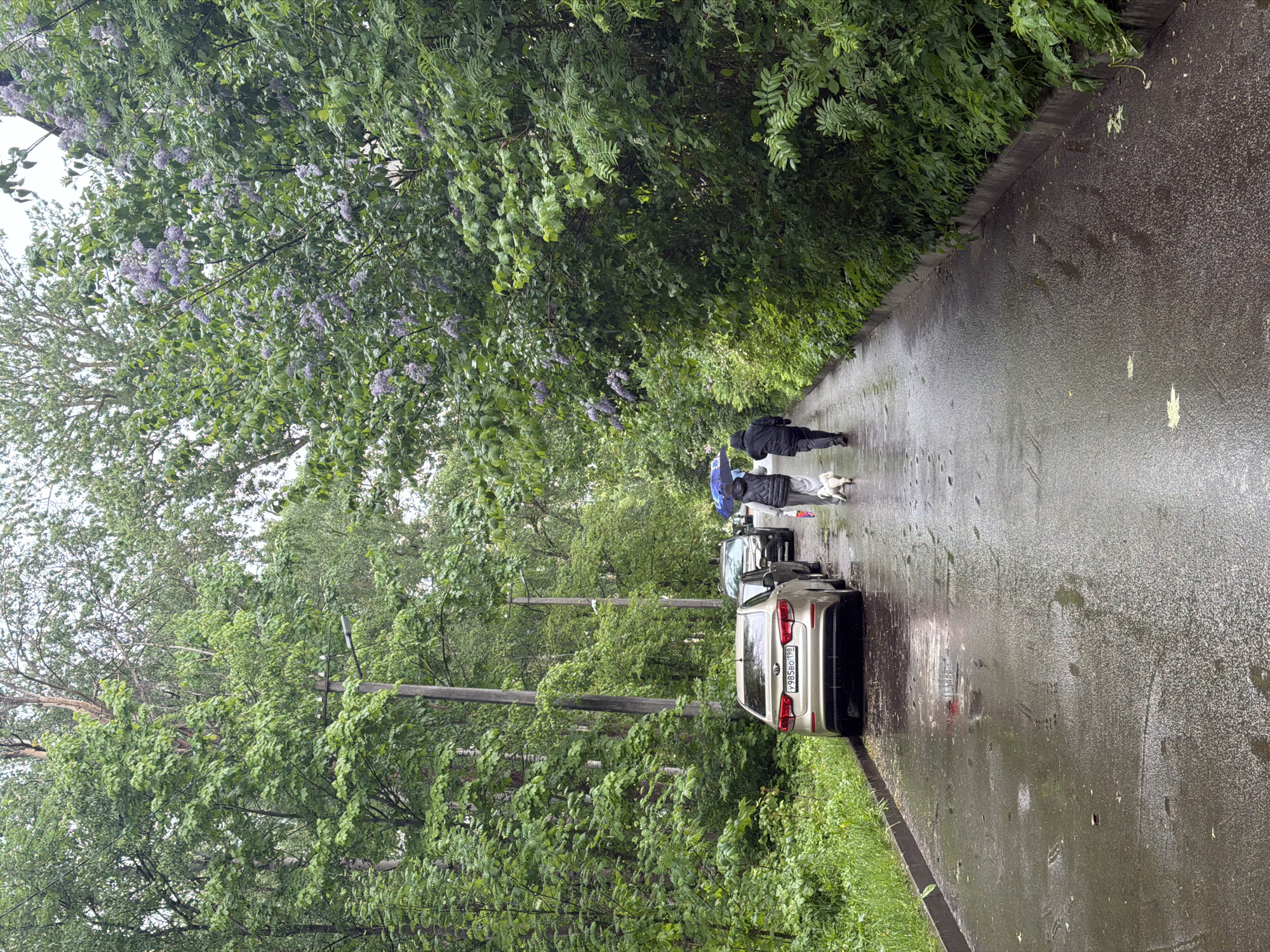 The image depicts a wet, overcast street scene in Tokkari-Lend, Russia. The road is lined with lush green trees on either side, forming a partial canopy. A silver car is parked on the right side of the road. Further down the road, two people are walking, one holding a blue umbrella, accompanied by a small white dog. A second car is parked near the walkers. The pavement is dark and reflects the ambient light, indicating recent rainfall. A few fallen leaves are scattered on the wet asphalt. The overall impression is of a quiet, rain-soaked street in a residential area of Tokkari-Lend. The license plate of the silver car is visible.
