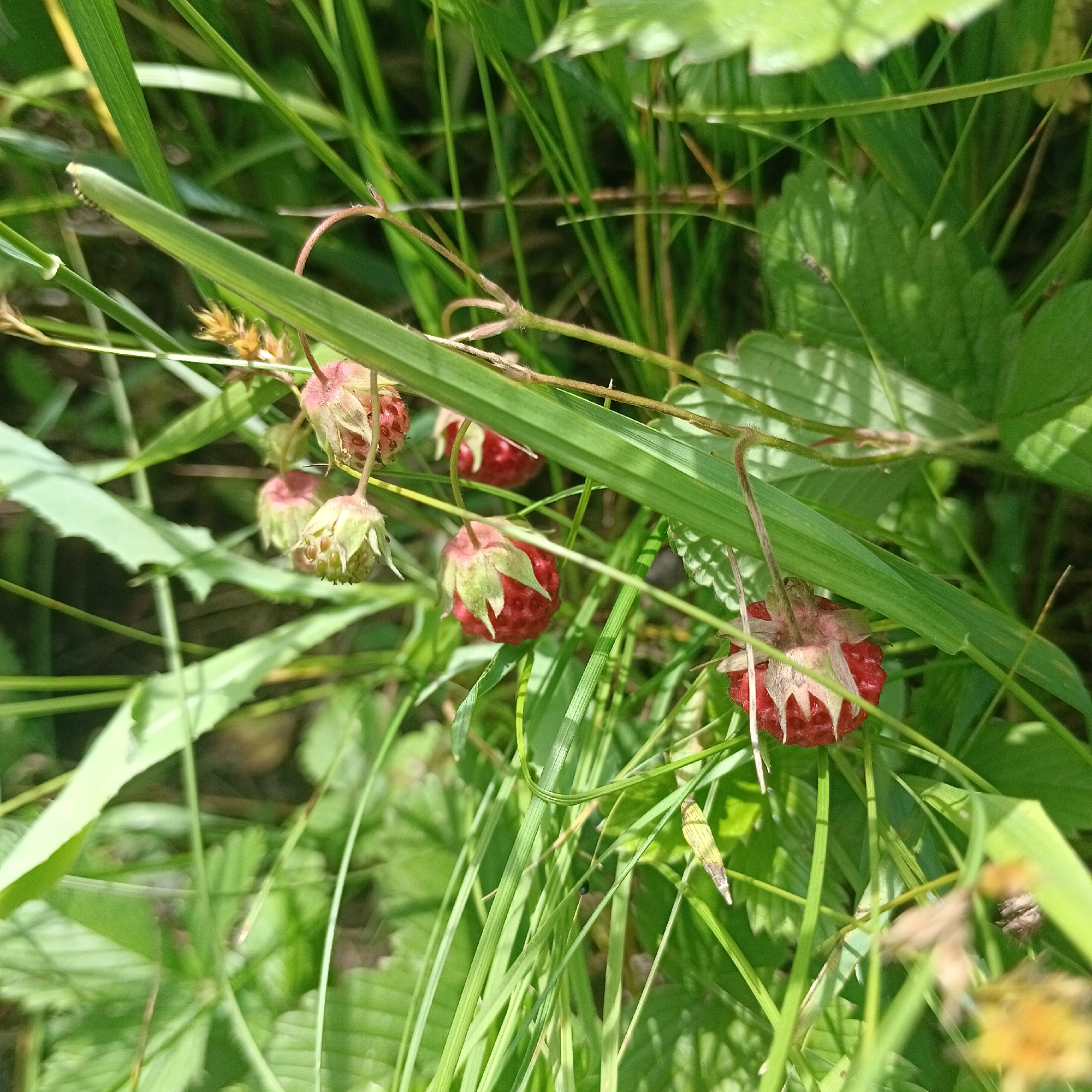 The image depicts wild strawberries growing among lush green grass and foliage. Several red strawberries, some with green calyxes still attached, are visible, along with some less ripe, lighter-colored fruits and buds. The setting appears to be a natural, outdoor environment, likely a field or forest edge, given the dense vegetation. The lighting suggests it is daytime, with sunlight filtering through the leaves, casting shadows and highlighting the vibrant green of the grass and the red of the strawberries. The overall impression is one of a natural, tranquil scene. There is no visible text in the image.