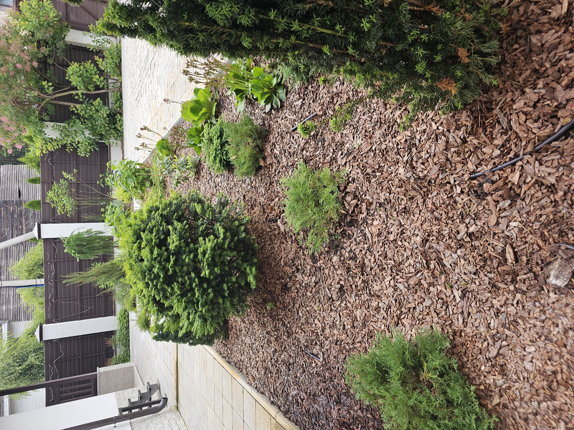 The image depicts a lush garden bed covered in wood chips, with various evergreens and some broadleaf plants. In the foreground, to the left, a large, rounded evergreen shrub with dense, somewhat flattened foliage dominates the view. To its right and further back, smaller, conical evergreen shrubs are interspersed amongst the wood chips. Behind these, a group of broadleaf plants with large, succulent green leaves are visible. A thin black irrigation tube runs through the wood chips.
In the background, a light-colored paved walkway borders the garden bed. Beyond the walkway, a dark brown metal fence with vertical slats is prominent, interspersed with white pillars. Trees with green foliage and some with delicate pinkish blossoms are seen behind the fence, suggesting a residential or manicured outdoor setting. The overall impression is one of a well-maintained garden, likely in a suburban or rural area. The lighting suggests it is daytime, possibly overcast, as there are no harsh shadows. The scene is serene and quiet, focusing on the natural elements and garden design. No people or text are visible in the image. The location context indicates this is likely in Березка Снт, Krasnogorsky District, Russia.