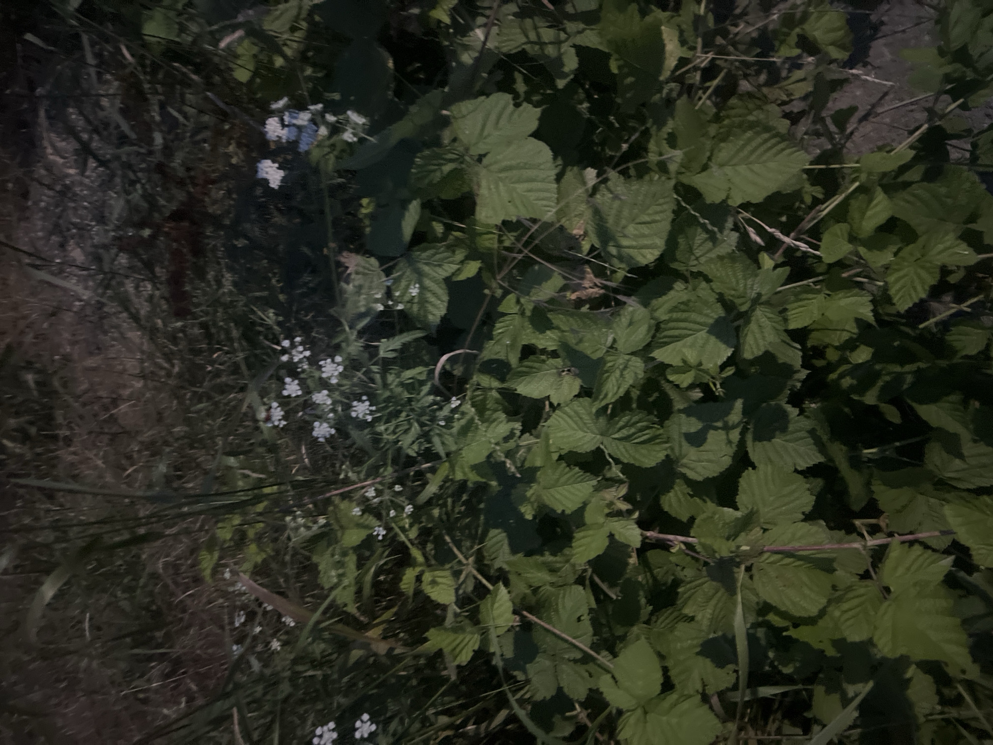 The image displays a close-up view of dense green foliage, possibly a mix of brambles and other wild plants, in an outdoor setting. Small white flowers are scattered throughout the greenery, adding delicate accents. The lighting suggests it might be late evening or early morning, as the scene is dimly lit and shadows are prominent. The overall impression is one of natural, uncultivated growth, possibly in a rural or wild area. There are no people or distinct objects visible, and no text is present in the image. The location context is Bârnova, Romania, which aligns with the natural, wild appearance of the flora. The image conveys a sense of quiet, natural beauty.