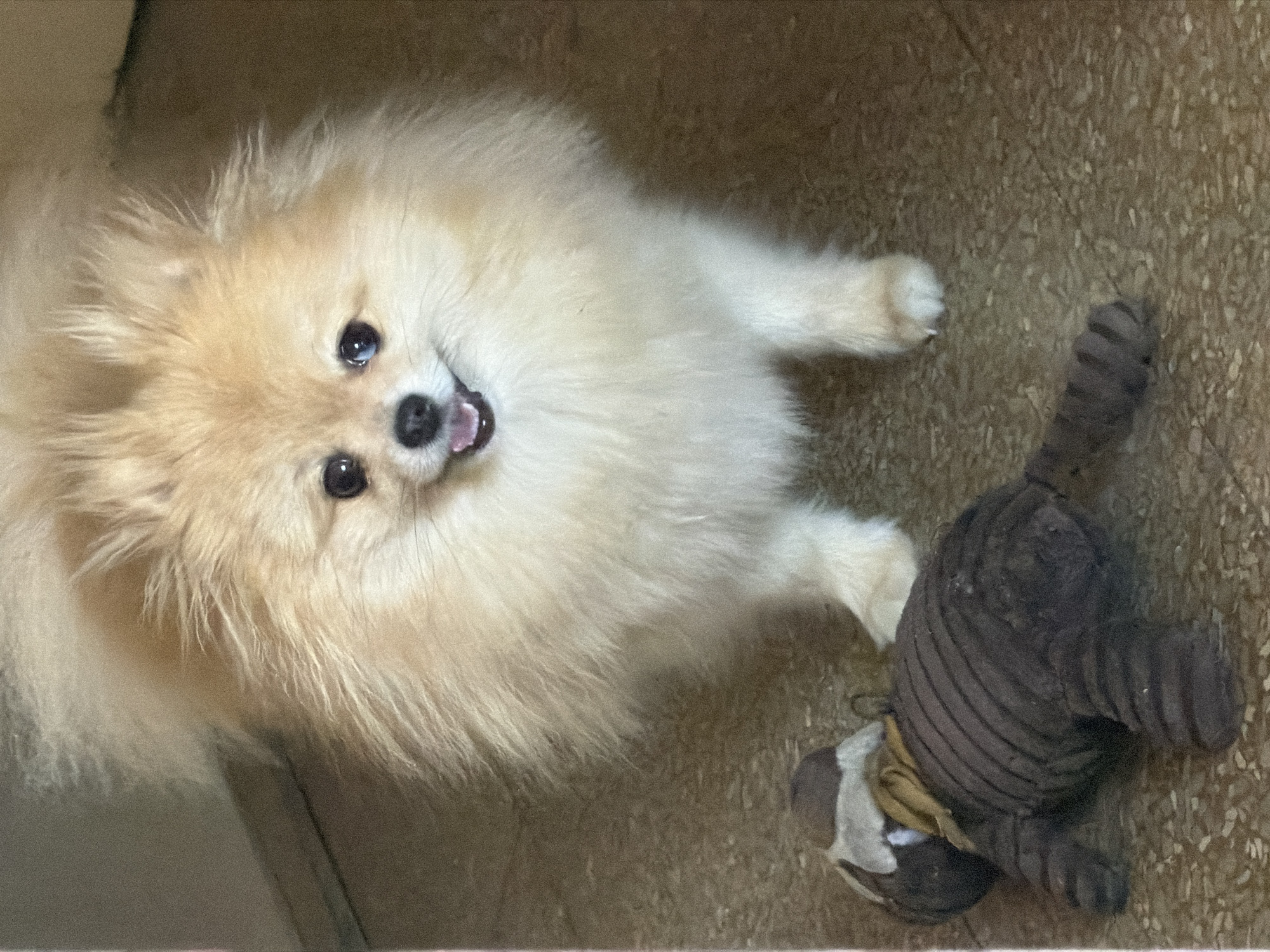 This image, taken in Barcelona, Spain, depicts a small, light orange sable Pomeranian-type dog standing indoors on a tiled floor. The dog is positioned centrally, facing directly towards the viewer with an alert, open-mouthed expression, revealing its tongue. Its fluffy coat is well-groomed, and its dark eyes and nose are prominent. To the lower left foreground, a dark brown, ribbed stuffed animal, resembling a bear or monkey, lies on its back. This toy has a lighter-colored section around its head and a mustard-yellow fabric tied like a scarf around its neck. The floor beneath the subjects is covered in light brown or beige tiles with a subtle, irregular pattern. The background is softly blurred, presenting muted beige and brown tones indicative of an indoor wall or furniture.