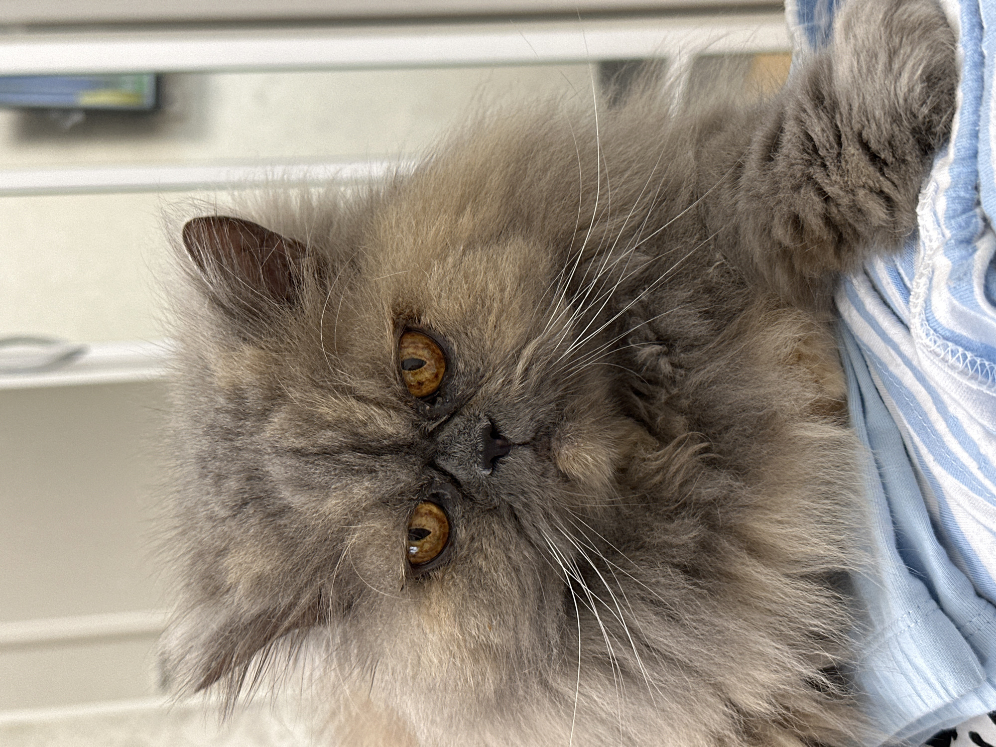 A close-up shot focuses on the face of a fluffy grey Persian cat. The cat has large, amber-colored eyes, a short, flat nose, and prominent white whiskers. Its fur is thick and appears slightly disheveled. The cat is lying down on a light blue and white striped fabric. The background is blurred and appears to be an indoor setting, possibly a room with a doorway or furniture. There is no discernible information to place the image in the city of Chaikovsky, Russia.