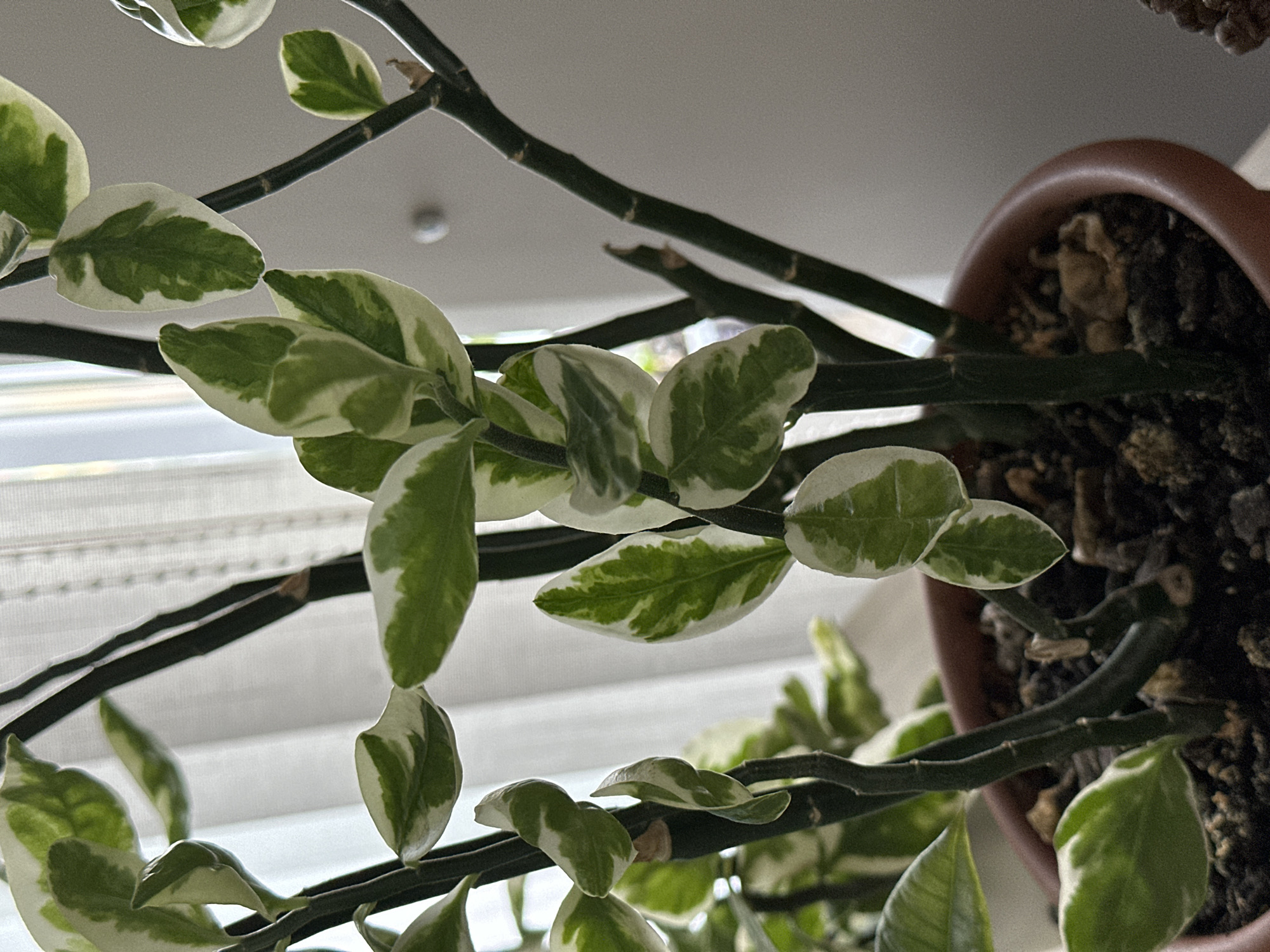 The image displays a close-up, eye-level view of a variegated plant in a terracotta pot. The plant has thick, dark green, segmented stems and oval-shaped leaves that are variegated with green and white. The leaves are arranged in an alternating pattern along the stems. The background consists of a white sheer curtain and a plain light-colored wall, suggesting an indoor setting near a window. The lighting appears to be natural daylight coming from the side. No people are visible in the image. The scene is static and focuses solely on the plant and its immediate surroundings. The location of the city of Hora, Ukraine is not depicted or suggested by any visual cues within the provided image.