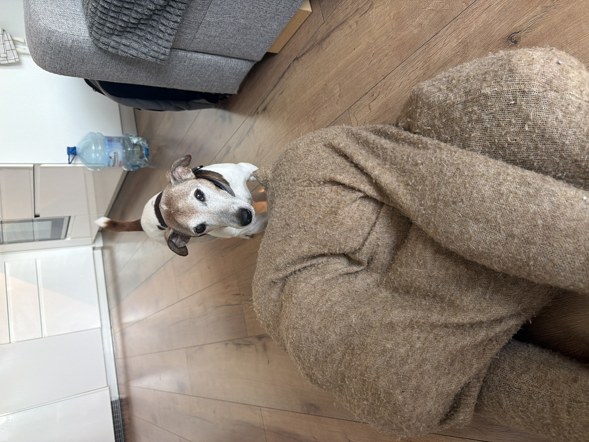 In an indoor setting with wooden flooring, a small dog with white and brown markings stands facing the camera. It is wearing a dark collar. In the foreground, a folded brown knitted garment is partially visible. In the background, a large bottle of water sits on the floor, and part of a grey sofa is visible on the right. A white kitchen cabinet is also present in the background.