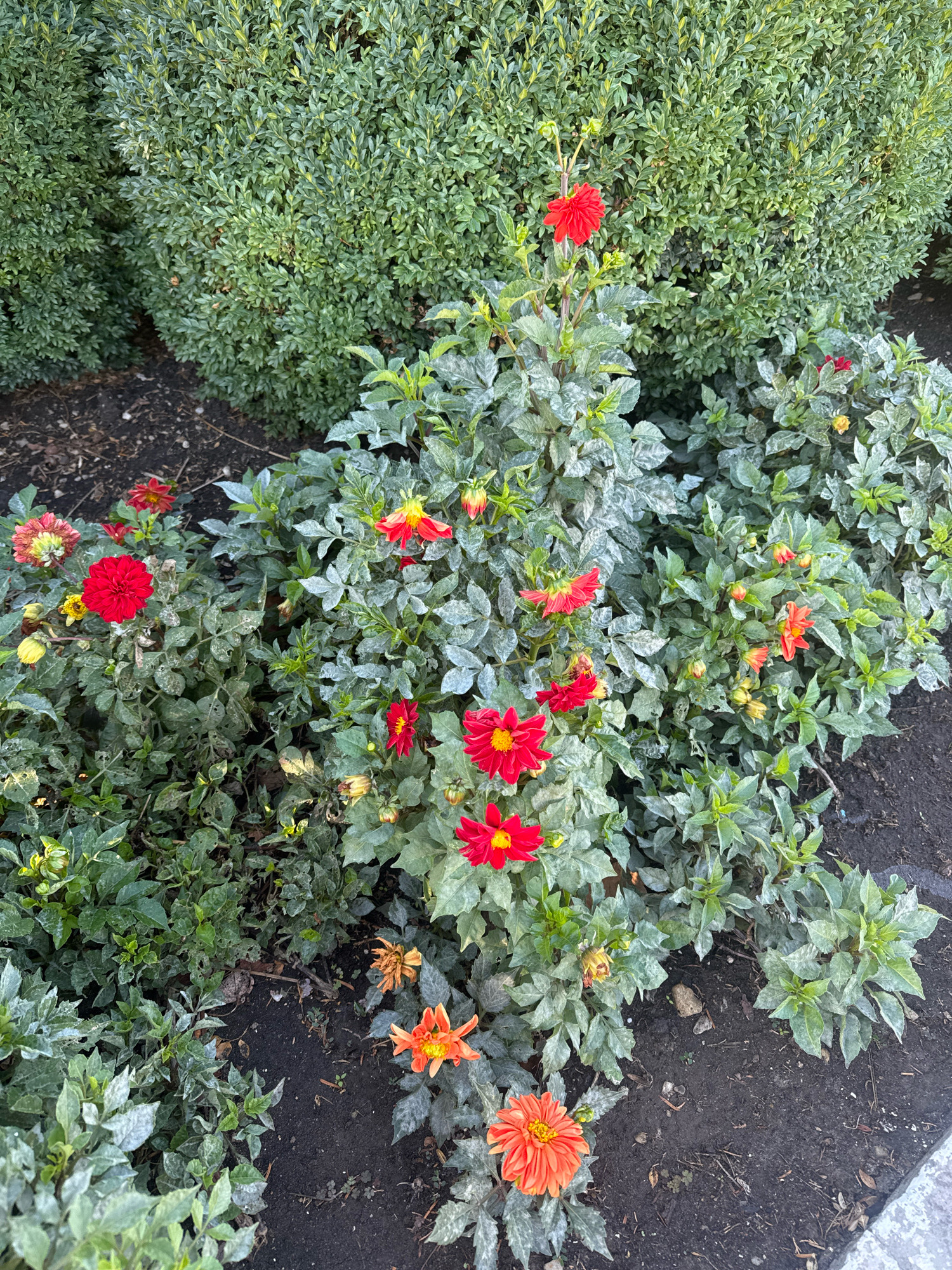 In Anapa, Russia, a garden bed features several dahlia plants in bloom. Red, orange, and yellow flowers are visible among lush green foliage. The plants are dusted with a light, powdery substance, possibly a treatment or natural residue. Behind the dahlias, dense, dark green bushes form a backdrop. The ground is dark soil, with some scattered dry leaves and small pebbles.