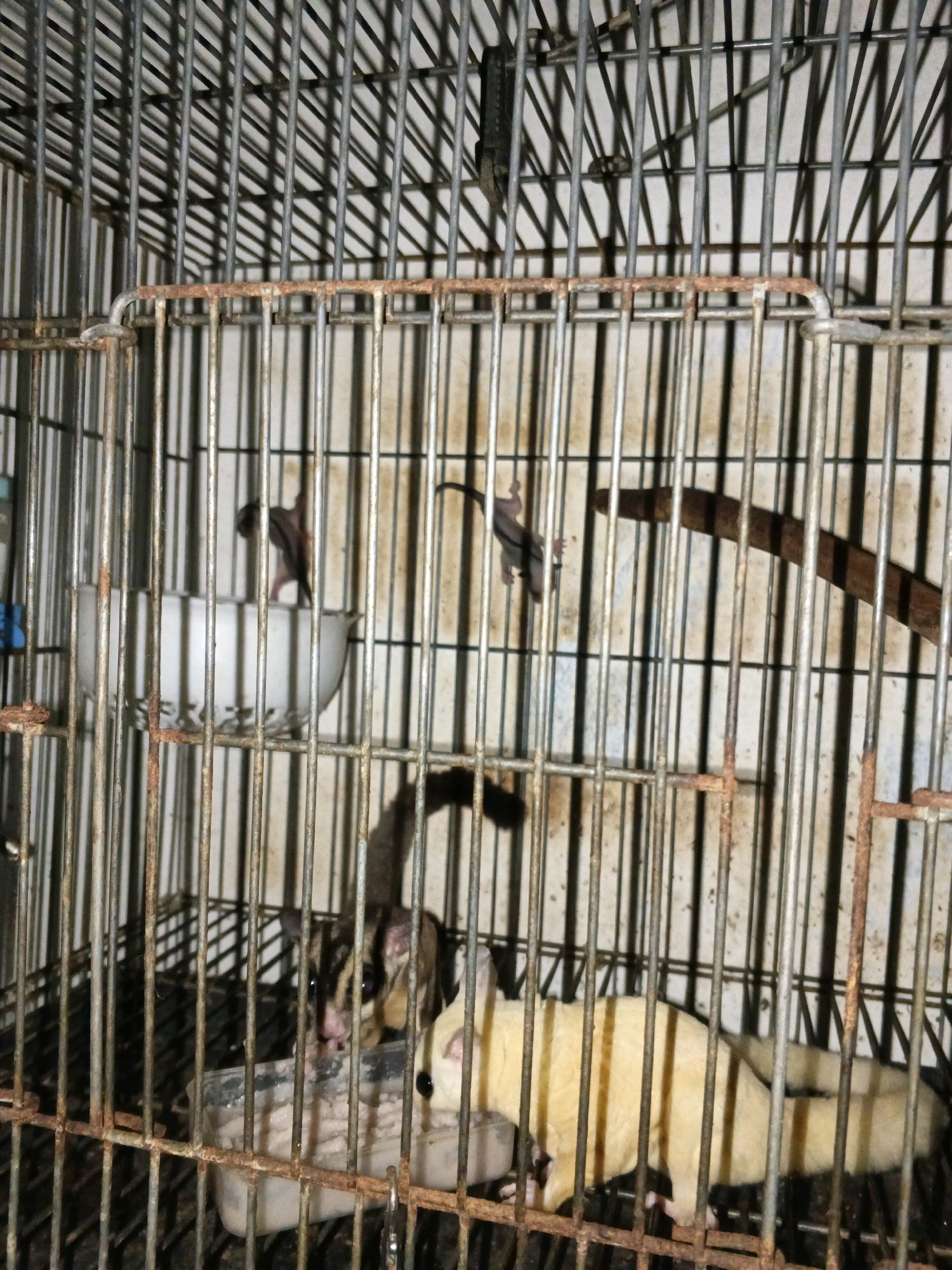 The image shows the interior of a metal cage, likely a pet enclosure, containing several sugar gliders. The cage appears old and somewhat rusty, with vertical metal bars forming its structure. Inside the cage, there are at least three sugar gliders visible. One sugar glider, predominantly cream-colored, is in the lower right portion of the frame, seemingly resting or sleeping. Another sugar glider, with darker markings and distinct stripes on its face, is positioned in the lower center, appearing to eat from a clear plastic dish filled with a light-colored substance. A third sugar glider is visible higher up in the cage, clinging to the bars and oriented head-down, appearing to be grooming or observing its surroundings. A white bowl or dish, possibly for food or water, is also present in the upper left section of the cage. The background within the cage is a light-colored, possibly paper or plastic lining, with some dirt or staining visible. The lighting in the image is dim, creating shadows from the cage bars and the animals. The specific location within Cikande, Indonesia is not discernible from the image itself.