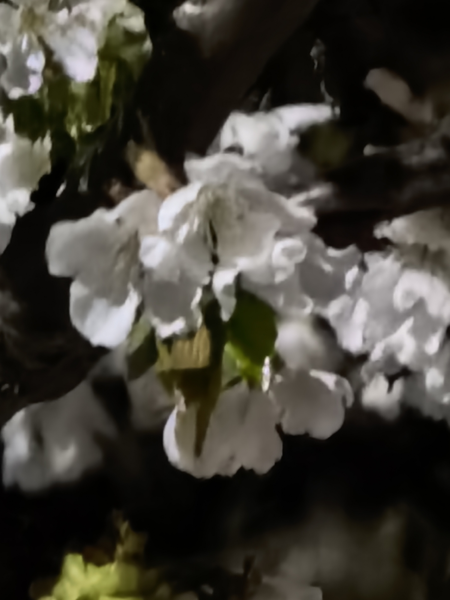 The image shows a cluster of white flowers with some green leaves, likely on a tree branch. The background is dark and blurry. The location and details are not discernable in the image.