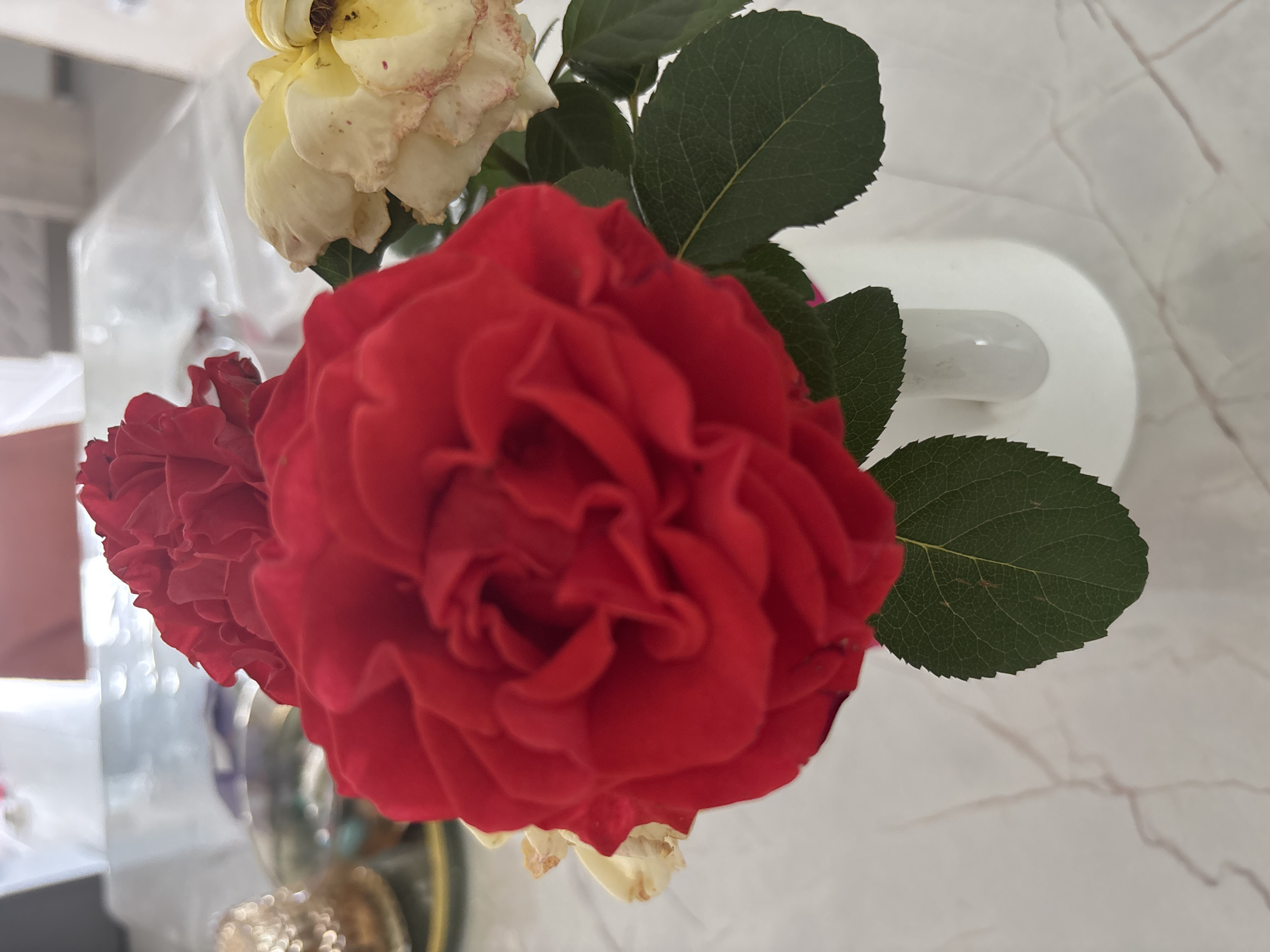 In Bogorodsk, Russia, a close-up shot captures a bouquet of roses in a white vase placed on a marble-patterned surface. The arrangement features a large, vibrant red rose in the foreground, with its petals unfurling in a complex spiral. To its right, a pale yellow rose, showing signs of wilting with some browning on its edges, is visible. Behind the red rose, another red rose is partially obscured. Dark green rose leaves with serrated edges are scattered throughout the composition, some appearing healthy and others slightly aged. The white vase is simple and cylindrical. In the blurred background, hints of reflective surfaces and other objects suggest an indoor setting, possibly a table in a home. The lighting is soft, casting gentle highlights and shadows on the petals and leaves.