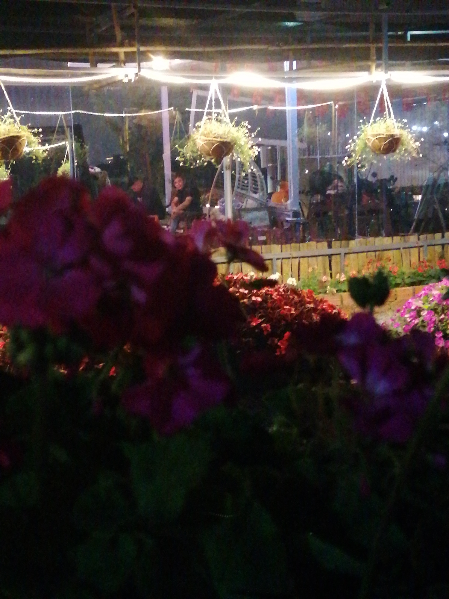 The image depicts an outdoor seating area with hanging flower baskets, illuminated by string lights. In the background, several individuals are visible, appearing to be socializing or dining. The foreground is dominated by lush, dark green foliage and vibrant purple and red flowers, suggesting a botanical garden or a well-maintained garden setting. The overall ambiance is relaxed and inviting, characteristic of a tranquil evening in a city like Da Lat, Vietnam, known for its temperate climate and abundant floral landscapes. The presence of wooden fencing and a covered structure suggests a designed outdoor space for patrons.