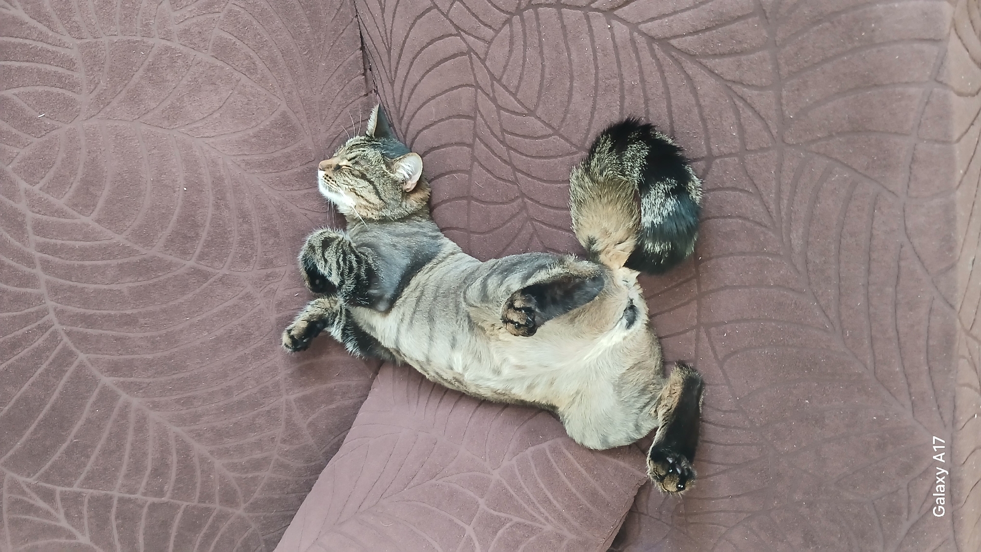 A tabby cat is lying on its back on a brown patterned sofa. The cat is stretching its limbs outwards. Its eyes are closed. The location is not specified but it is irrelevant to the description of the cat.