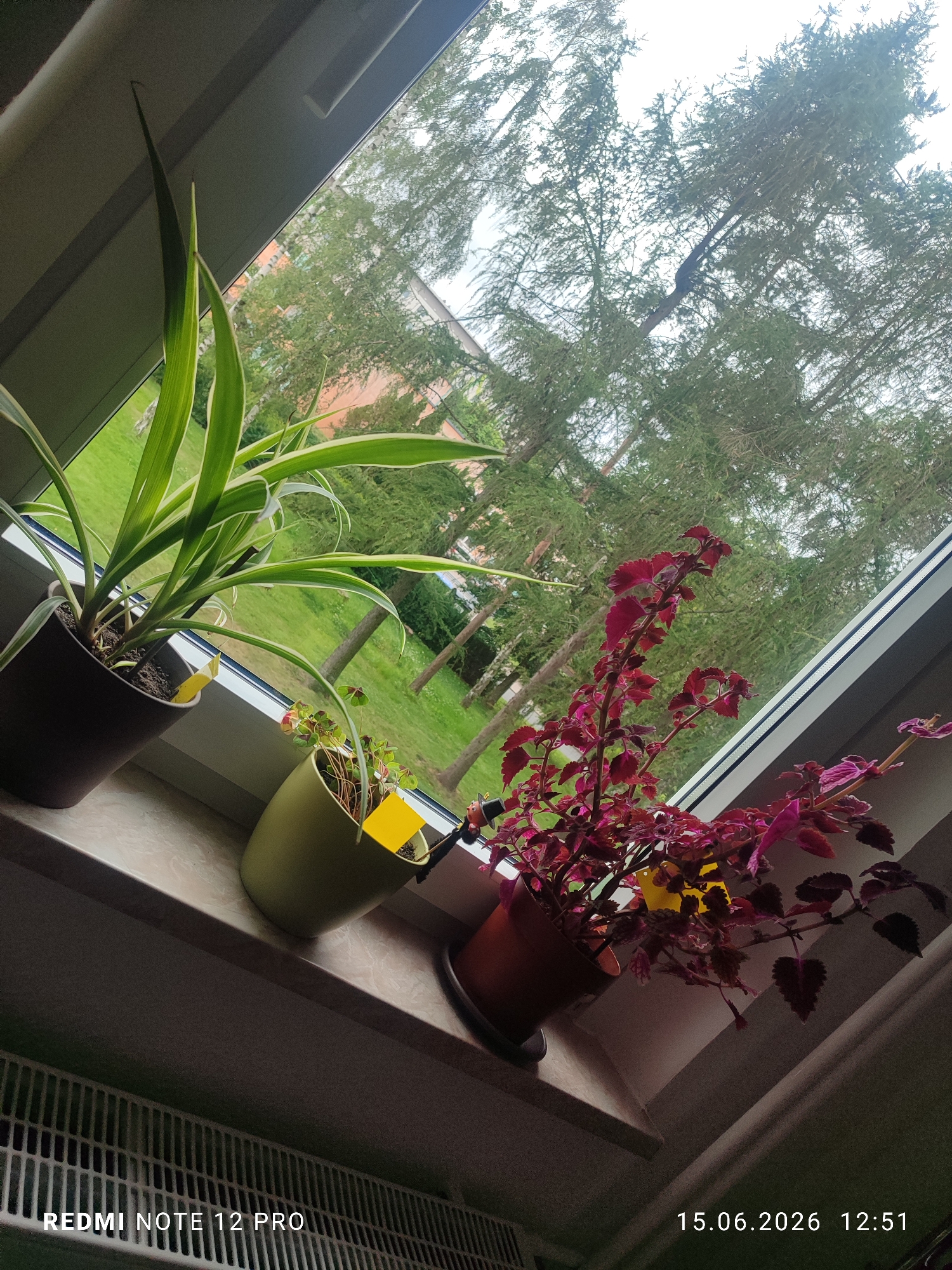 The image shows three potted plants on a windowsill, with a view of trees and a building through the window. The plants include a spider plant with long, striped leaves in a dark pot, a plant with small, clover-like leaves in a light green pot, and a plant with vibrant red and purple leaves in a brown pot. Each plant has a yellow tag sticking out of the soil.
The scene appears to be indoors, with the windowsill acting as a shelf for the plants. The background visible through the window suggests an outdoor setting with a lawn, trees, and a brick building. The trees are tall and dense, with a canopy of green foliage. The sky appears overcast, indicating a cloudy day. The overall lighting suggests it is daytime.
There are no people visible in the image. The focus is on the houseplants and the view outside. The image is framed from a slightly low angle, looking up towards the window and the sky.
Visible text includes: "REDMI NOTE 12 PRO" in the bottom left corner and "15.06.2026 12:51" in the bottom right corner. The date indicated by the timestamp is in the future.