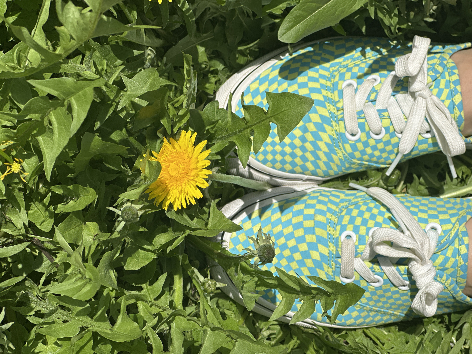 A close-up, ground-level shot shows a patch of green grass and dandelions. One vibrant yellow dandelion flower is in full bloom on the left side of the frame, surrounded by green dandelion leaves. To the right, the tips of two feet wearing checkered blue and yellow sneakers with white laces are visible. The sneakers and the surrounding grass are in direct sunlight, casting shadows and highlighting the textures of the plants and shoes.