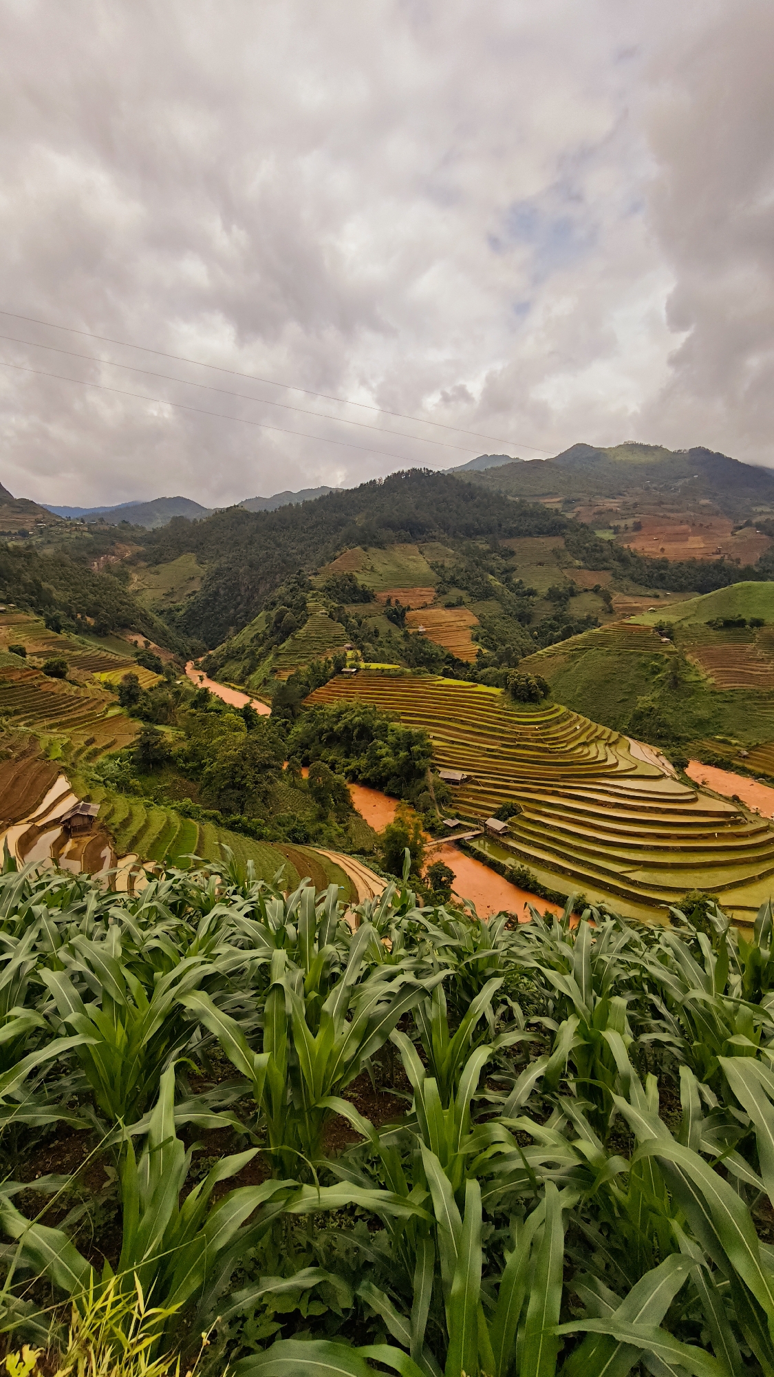 The image presents a wide, elevated view of an extensive agricultural landscape in Mù Cang Chải, Vietnam, under a heavily overcast sky. In the foreground, a dense field of vibrant green corn plants with broad leaves occupies the bottom third of the frame. Beyond this, a complex system of terraced fields, indicative of rice cultivation, dominates the midground and recedes into the background. These terraces are carved into numerous undulating hills and mountains. Some terraces are filled with water, reflecting a yellowish-green tone, while others display exposed, reddish-brown soil. A prominent, distinctly orange-brown river meanders through the central valley, separating various sections of the terraced formations. Scattered throughout the terraced areas and along the riverbanks are small, rustic houses constructed with dark roofs, and a few narrow wooden bridges span the orange river. The background consists of multiple layers of mountains covered in dense green foliage, extending towards the horizon. The sky is characterized by an expanse of grey and white clouds, with faint power lines horizontally traversing the upper portion of the frame, above the distant mountain peaks. No people or animals are visible within the scene.