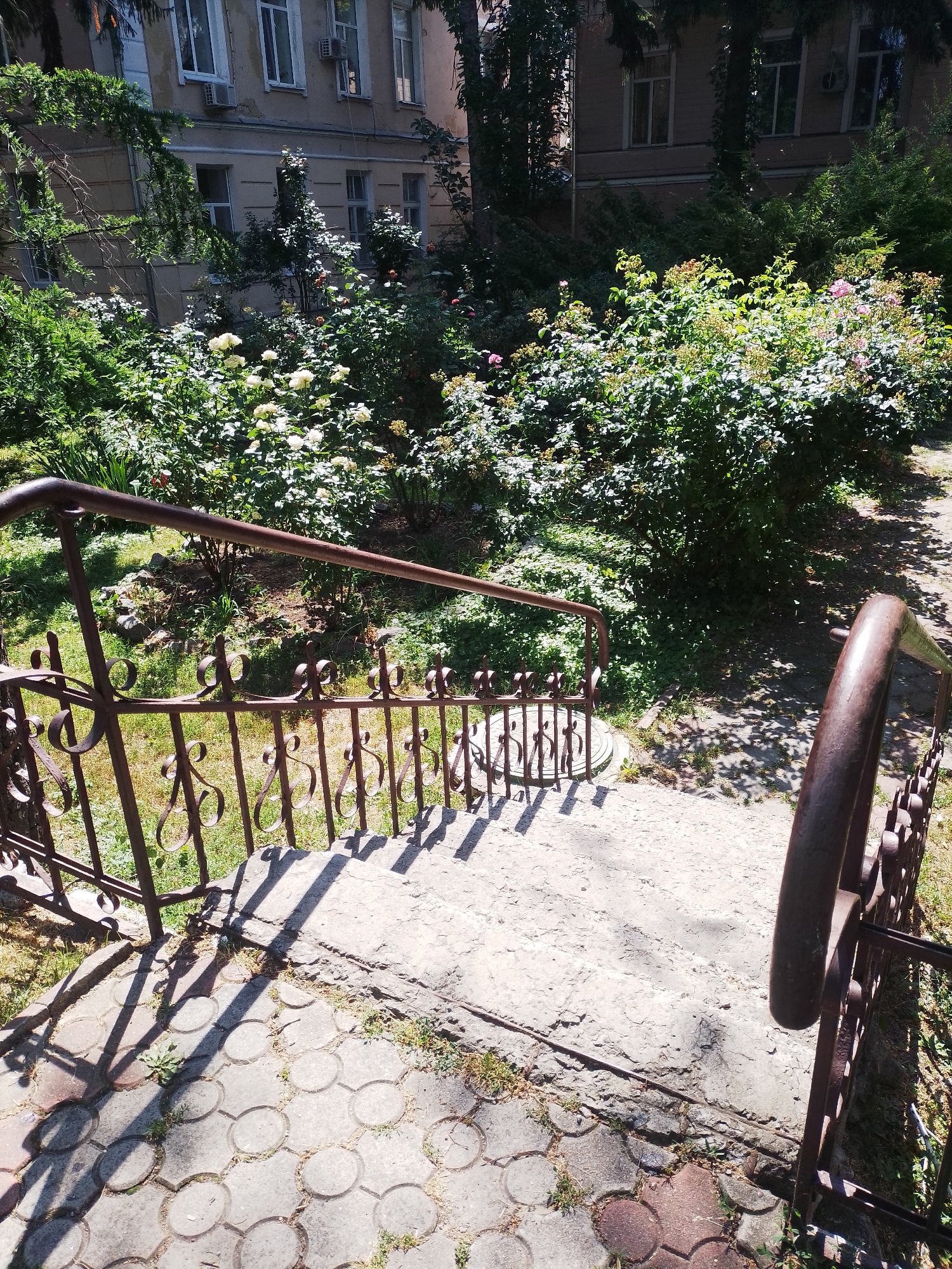 A concrete staircase with a rusty metal railing descends from a paved area with circular imprints into a green, overgrown yard. The yard is filled with various bushes and flowering plants, including white and pink roses. In the background, a multi-story building with windows and air conditioning units is visible. The scene is illuminated by sunlight, casting shadows on the staircase and pavement. The location is identified as Poltava, Ukraine.