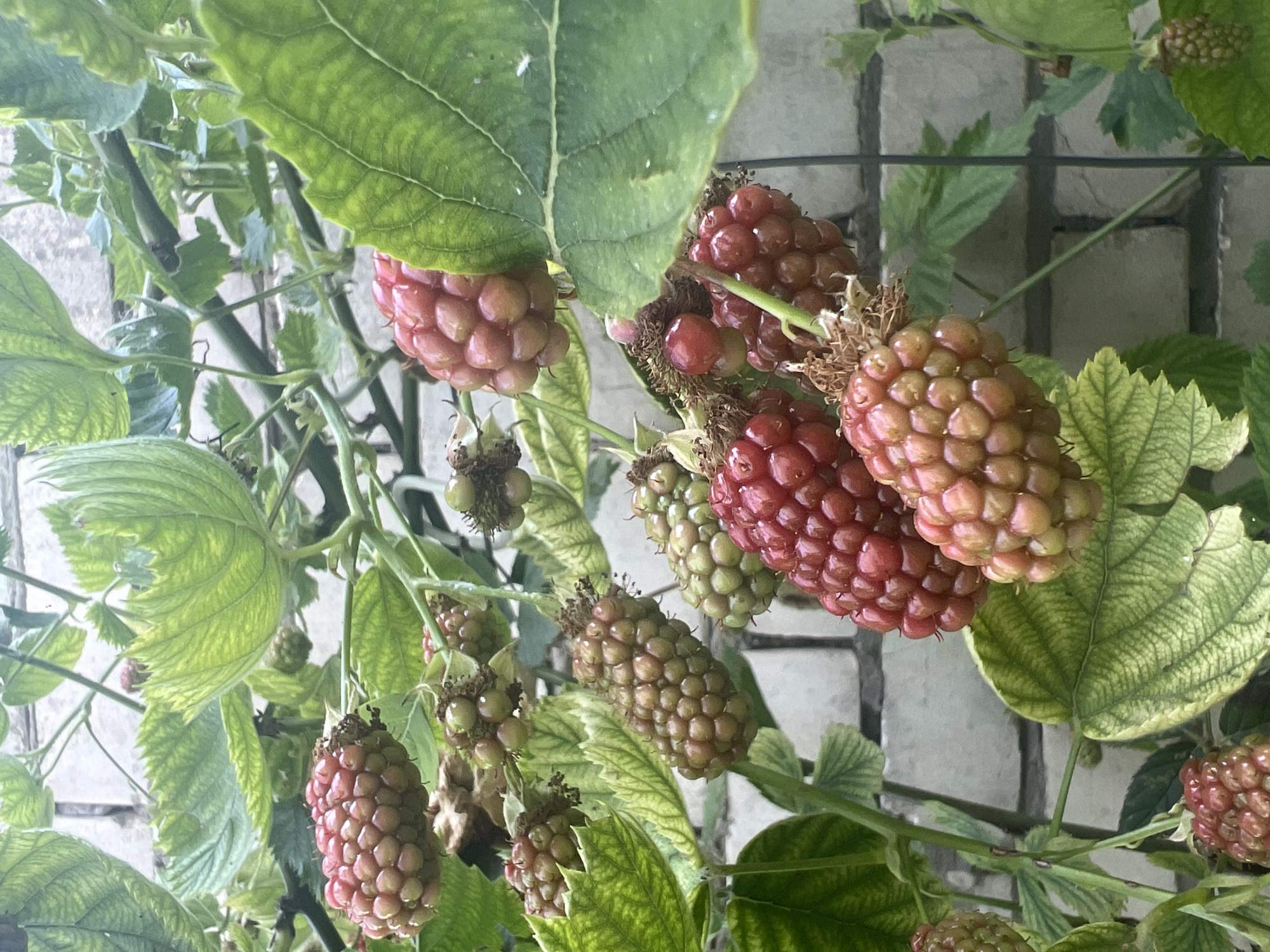 The image displays a close-up, vertical view of a bramble bush laden with ripe and ripening berries, likely raspberries or blackberries. The berries are clustered on stems, with some appearing a deep red, indicating ripeness, while others are a lighter pinkish-red or even green, suggesting they are still developing. Each berry is composed of numerous small drupelets.
The foreground is dominated by the lush green leaves of the bramble, some of which are large and deeply veined, while others are smaller and more serrated. The leaves exhibit a range of green hues, with some showing a slight yellowing or variegation along the edges, hinting at potential sunlight exposure or the plant's natural growth cycle. Thin, woody stems and tendrils weave through the foliage, supporting the weight of the fruit.
In the background, a textured surface of pale, rectangular blocks is visible, suggesting a wall or similar structure, possibly made of concrete or stone. A dark, grid-like structure, perhaps a fence or trellis, is also partially visible in the upper right quadrant.
The lighting suggests it is daytime, with diffused light, possibly on an overcast day or in partial shade, as there are no harsh shadows. The focus is on the berries and foliage, creating a natural and somewhat rustic aesthetic. The overall impression is one of growth, abundance, and the natural process of fruit development. No people or animals are present, and there is no visible text.