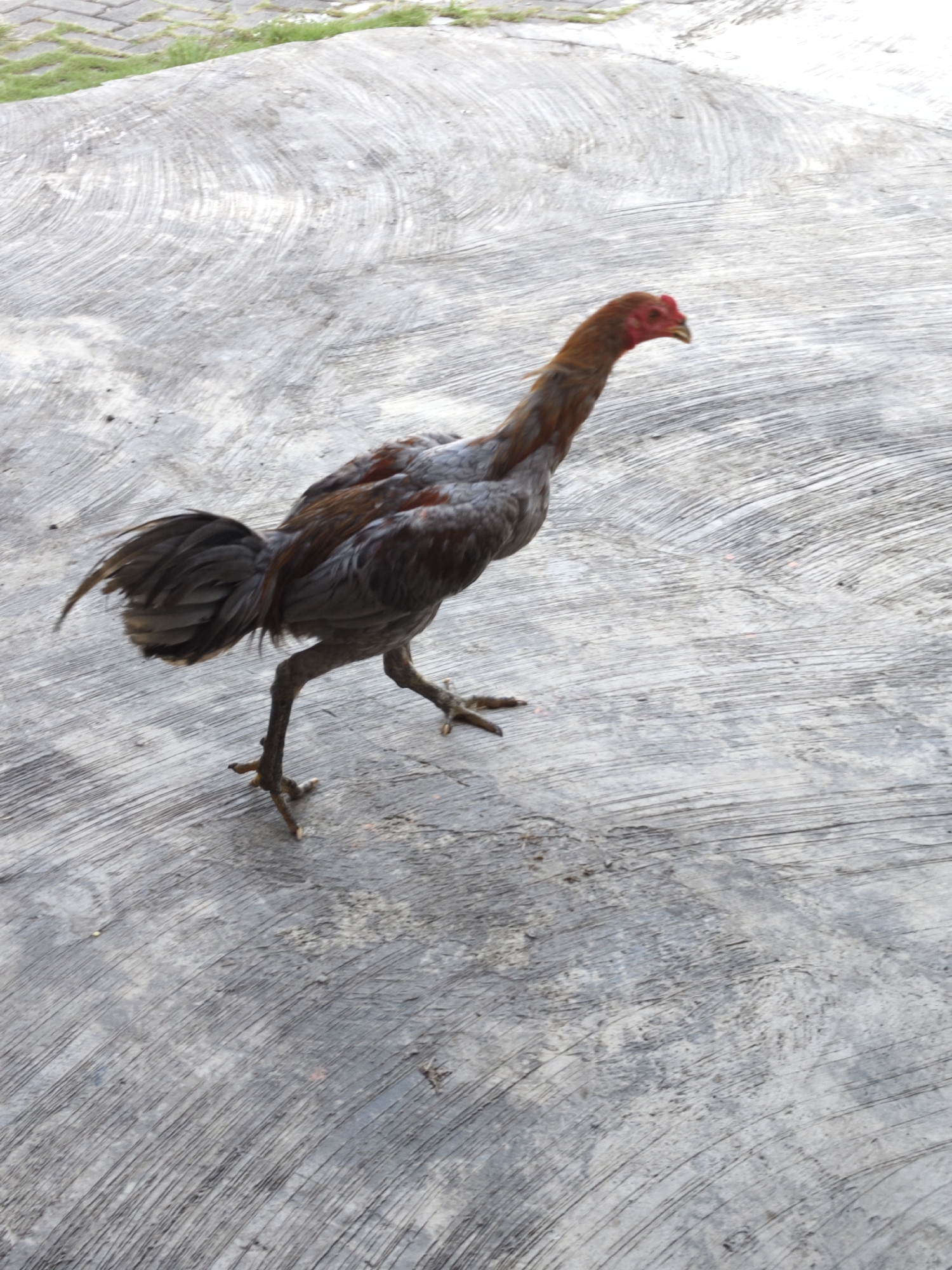 In Bangsalsari, Indonesia, a chicken with brown and gray feathers is walking on a textured gray concrete surface. The chicken's head is turned to the right, and its comb is red. The ground has a pattern of swirling lines. In the upper left corner of the image, a patch of green grass and some paving stones are visible. The chicken is in focus, with the background slightly blurred.