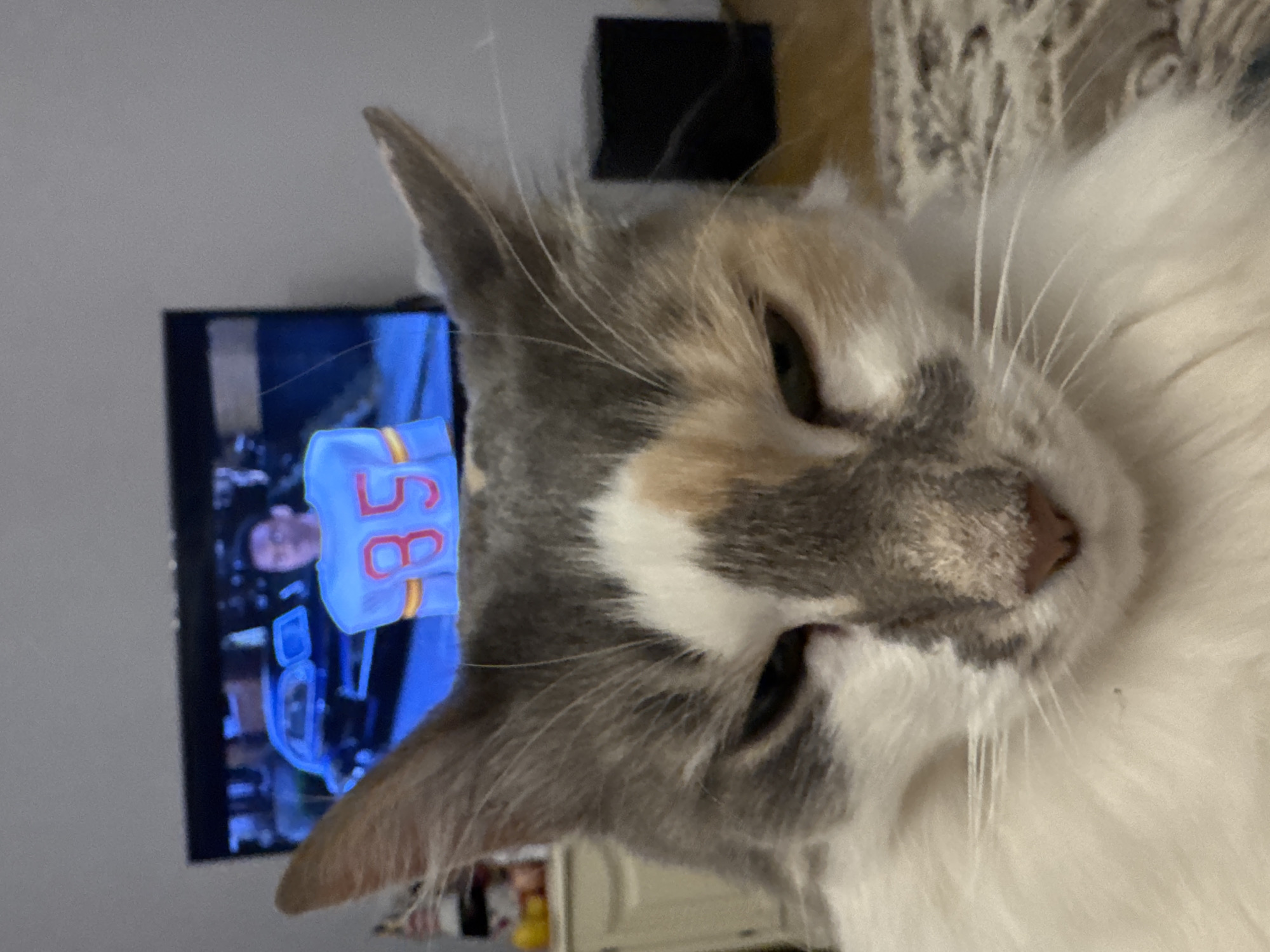 A medium shot captures a calico cat with green eyes and a fluffy white and gray coat looking directly at the camera. The cat's head is tilted slightly, and its ears are perked up. Behind the cat, a television screen displays a scene from "The Fresh Prince of Bel-Air." A young man wearing a blue and red jersey with the number "35" is visible on the screen, along with a black car. The television is set against a light gray wall. To the left of the television, a white cabinet with various items on top can be seen. To the right, a black speaker is placed on the floor. The foreground is dominated by the cat's face and upper body, with a patterned rug visible beneath. The scene appears to be indoors, likely in a living room. There is no information in the image to suggest the location is the city of Yeysk, Russia.