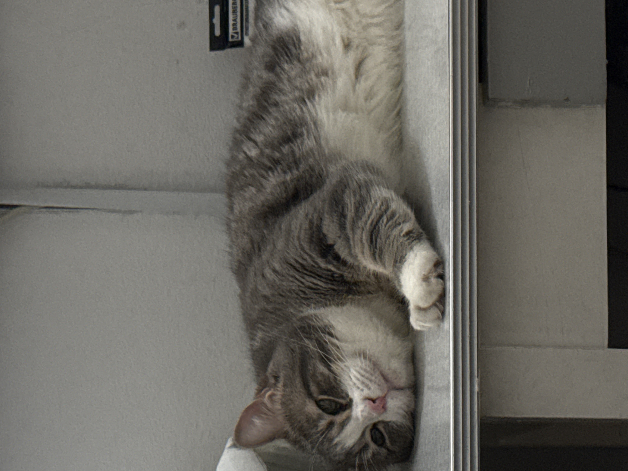 A close-up, medium shot shows a grey and white tabby cat lying upside down on a gray surface near a window. The cat's head is at the bottom of the frame, with its body extending upwards. Its paw is visible. The cat is lying on what appears to be a window frame or sill. A white wall is visible on the left. The location is not discernible from the image.